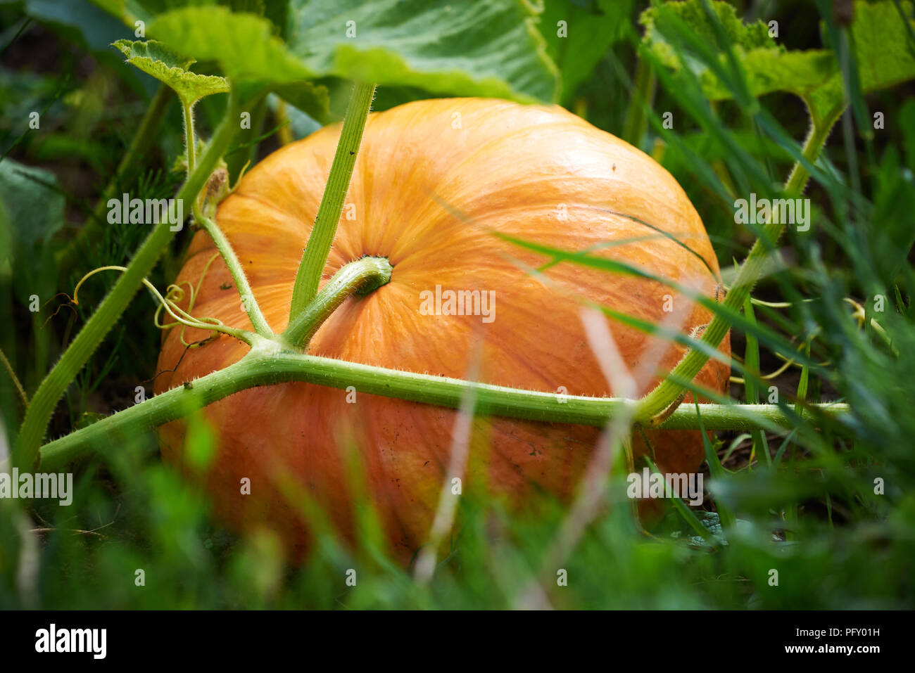 La Cucurbita maxima squash crescente nel campo Foto Stock