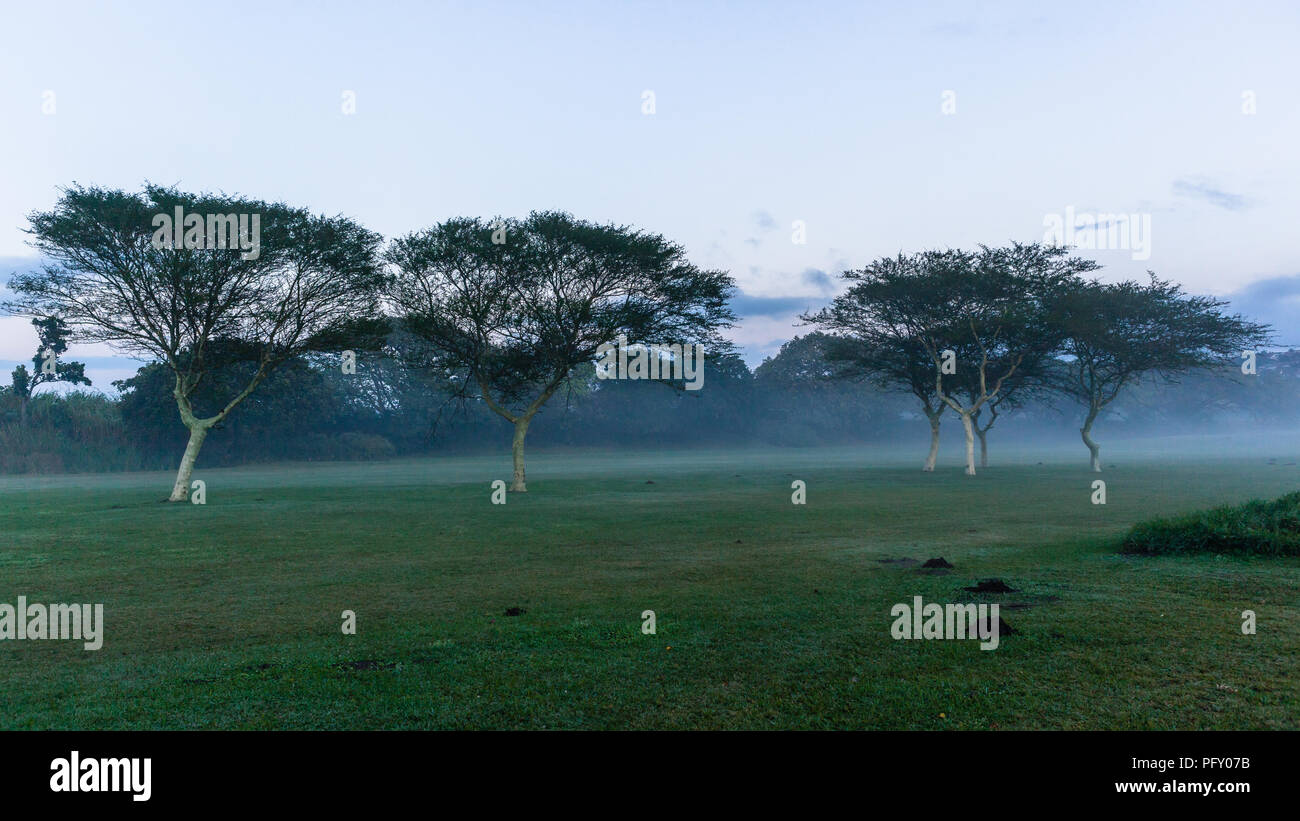 Campo da golf fairway alberi foro alba invernale nebbia paesaggio della valle Foto Stock