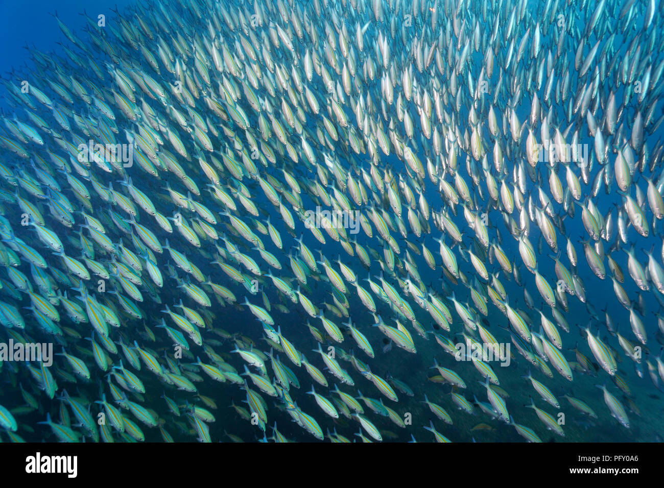 Variabile-rivestita fusiliers (Caesio varilineata), nuoto in acque blu, Daymaniyat Isole riserva naturale, Oceano Indiano Foto Stock