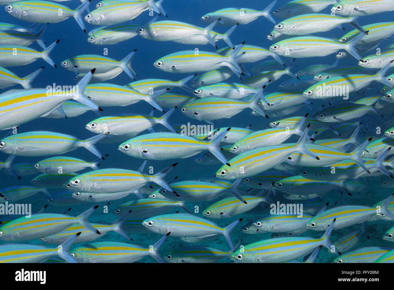 Variabile-rivestita fusiliers (Caesio varilineata), scuola di pesce che nuota nelle acque blu, Daymaniyat Isole Riserva Naturale Foto Stock