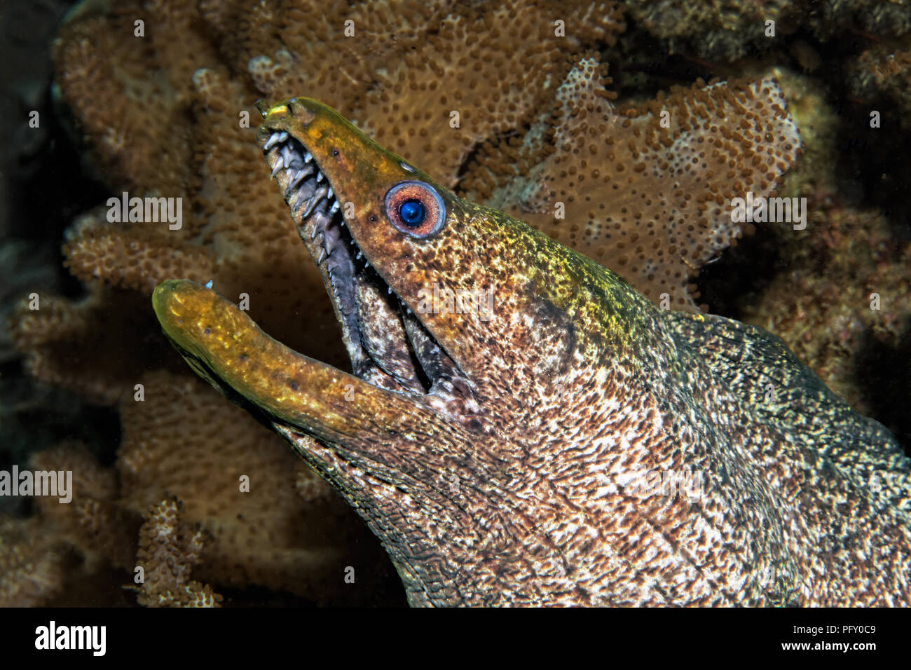 Giallo-refilato moray (Gymnothorax flavimarginatus), tra i coralli coriacee (Alcyoniidae), Daymaniyat Isole Riserva Naturale Foto Stock