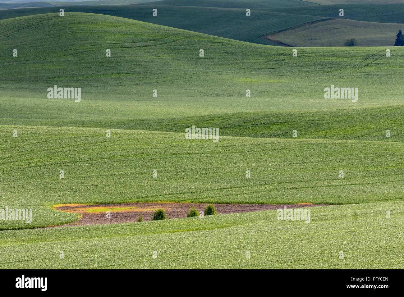 Dolci colline e campi coltivati nella regione Palouse di Washington nei pressi di Pullman Foto Stock