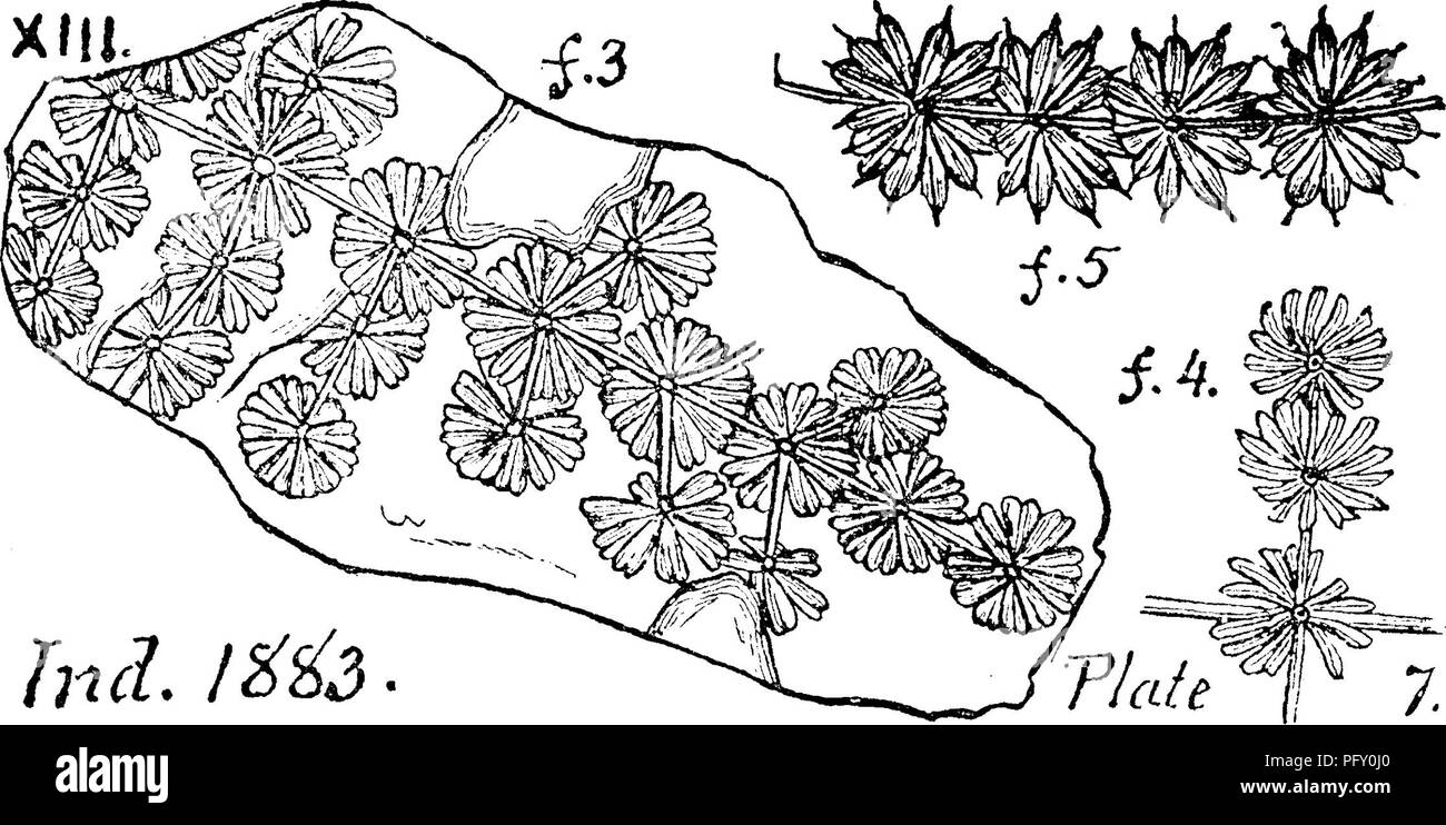 . Un dizionario dei fossili di Pennsylvania e gli Stati limitrofi denominato nelle relazioni e nei cataloghi del sondaggio ... Paleontologia. Annu. 28 Annularia sphenophylloides. Gutb. (Galium sj^heno- Xfll.. Incl. I^^3. phylloides.TjQTil^ev'^ Anniclm"ia h^evifoUa^ Bvogniart &AMP; Heer; Annularia galioides, Lind. &Amp; Hiitton.) OoUett's indiana di 1883, pagina 45, la piastra 7, figg. 3, 4, 5; specie comune e vari- in grado, soprattutto nella parte centrale del carbone misure. (Vedere Lesquereux del carbone la flora, la relazione P, Penn. Geol. Sur.,page48, la piastra 2, figg. 8, 9,â X///, Carbone misure serie Allegheny abbondanti a Mazon creek. Foto Stock