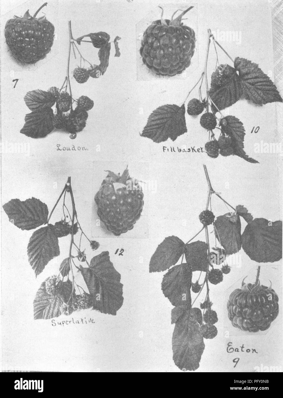 . L'enciclopedia di pratica orticoltura; un sistema di riferimento di orticoltura commerciale, coprendo la pratica scientifica e fasi di orticoltura, con speciale riferimento alla frutta e verdura;. Il giardinaggio; frutta-cultura; giardinaggio di vegetale. 1768 enciclopedia pratica di orticoltura Burkliart relativamente nuovo, sconosciuto di sorta che promette di diventare molto prezioso sia per la casa e coltivazione commerciale. Ohio un vecchio e ben noto sorta in particolare val- uable per Canning ed evaporando il pur- pone. Mentre forte e vigorosa, non è generalmente produttivi in questo stato. I seguenti vari Foto Stock