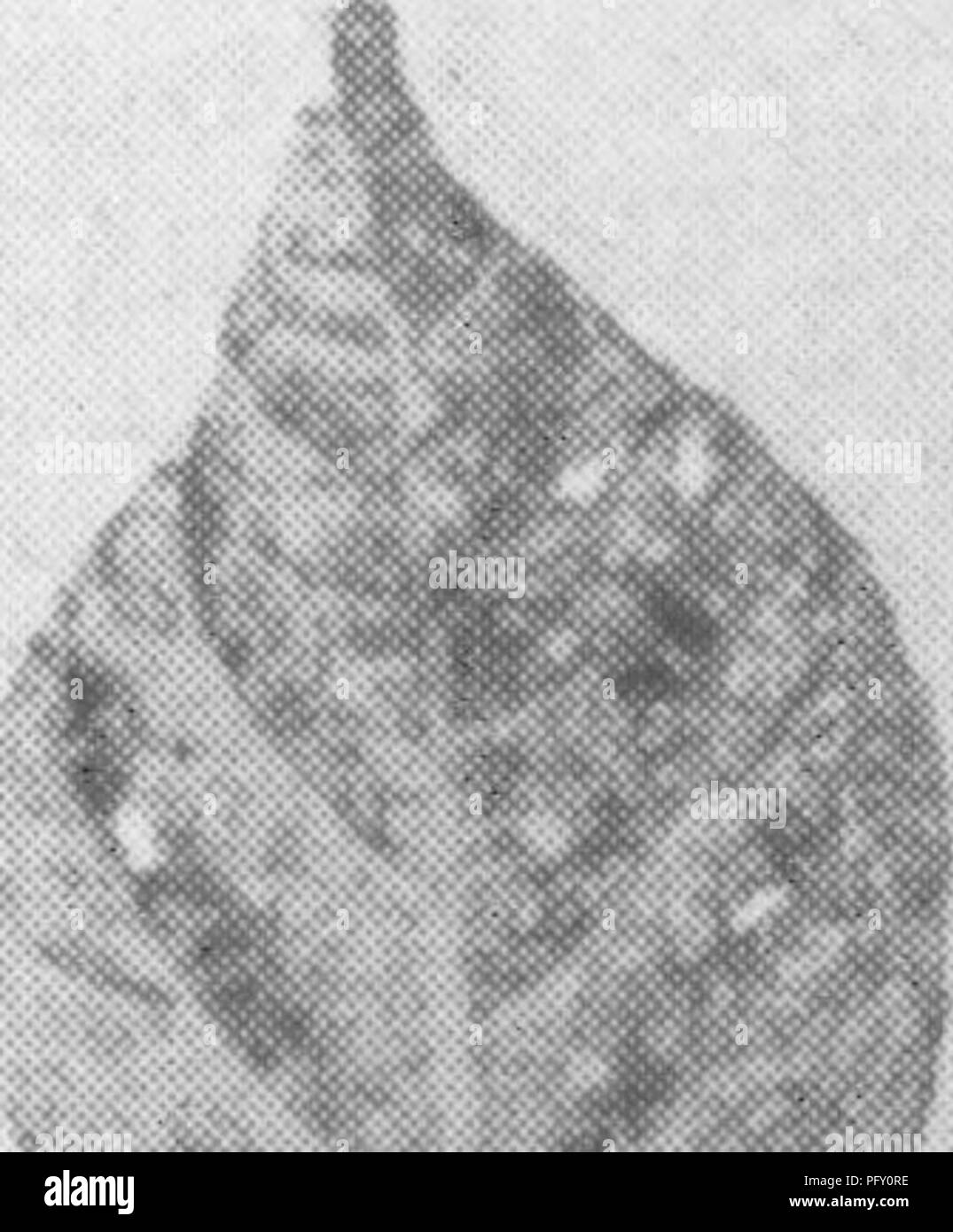 . L'enciclopedia di pratica orticoltura; un sistema di riferimento di orticoltura commerciale, coprendo la pratica scientifica e fasi di orticoltura, con speciale riferimento alla frutta e verdura;. Il giardinaggio; frutta-cultura; giardinaggio di vegetale. colture. Da queste punture di alimentazione un fungo si diffonde. La foglia totale superficie così distrutti è notevole e in cui l'attacco è grave la fornitura alimentare dei tuberi in via di sviluppo è materialmente tagliata. Le larve sono piccole, bianco e filiformi. Essi si verificano al di sotto del terreno, alimentazione sulla metropolitana steli della pianta di patata e anche sul tubo Foto Stock