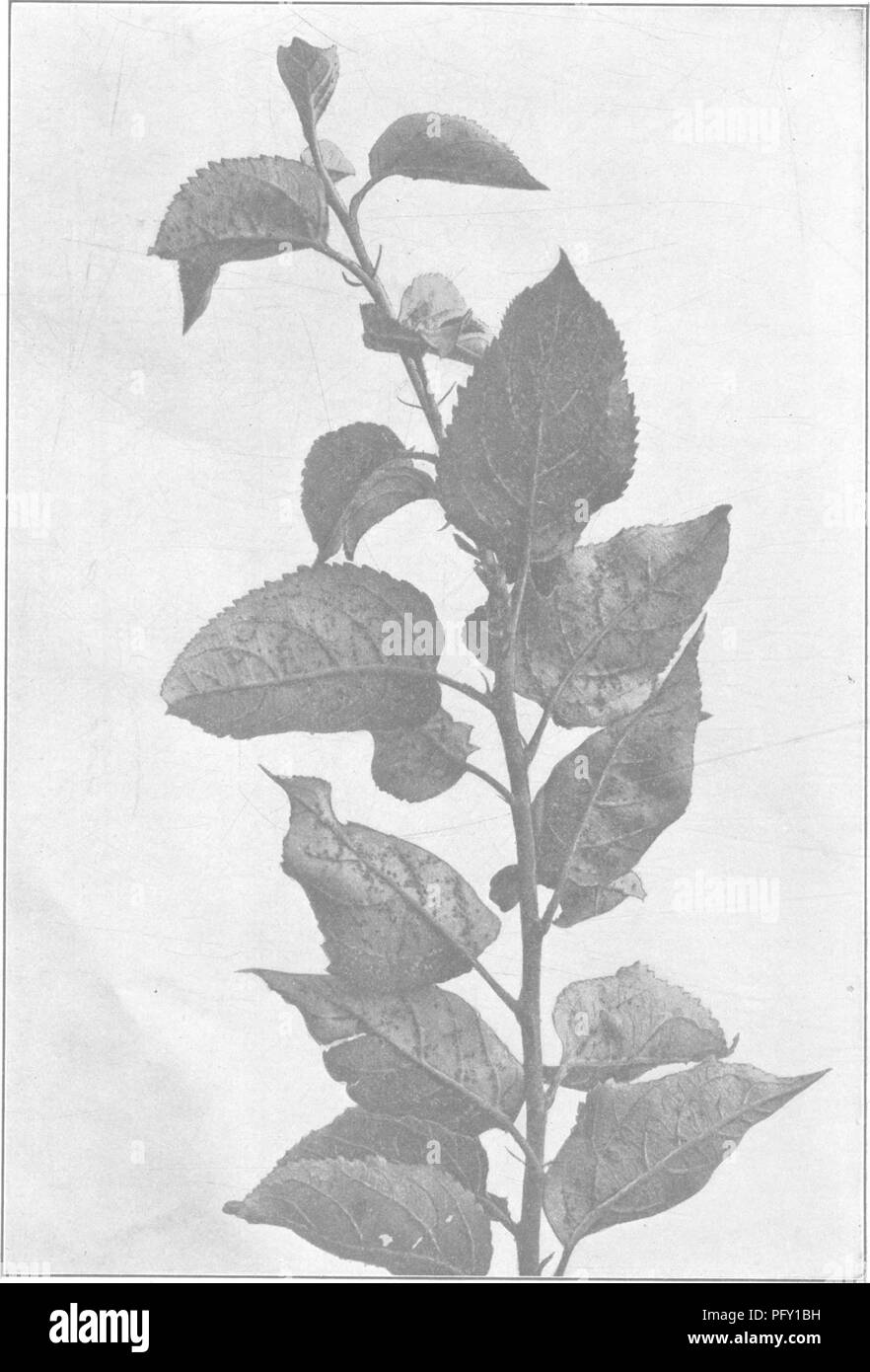 . L'enciclopedia di pratica orticoltura; un sistema di riferimento di orticoltura commerciale, coprendo la pratica scientifica e fasi di orticoltura, con speciale riferimento alla frutta e verdura;. Il giardinaggio; frutta-cultura; giardinaggio di vegetale. 48 enciclopedia di orticoltura pratica loro. Quando cresciuto lo stelo-madre è violacea tendente al grigio coperto con una rada fiore bianco ed è quasi quanto più ampia a lungo. I pidocchi della terza generazione sono cresciuto nei primi giorni di giugno e sono tutti alato individui rossastro. Migrare in un corpo di un host alternativo- Impianto, come ancora sconosciuto. In autunno un g Foto Stock