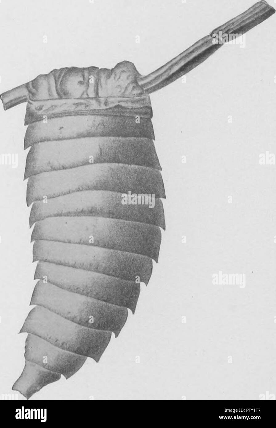 . Il Eurypterida di New York. Eurypterida; Paleontologia. 3Io Museo Statale di NEW YORK Stylonurus beecheri (Hall) (Testo figura 67) Eurypterus beecheri Hall. 2d Geo!. Sur. Penn. Rep't PPP. 1884. p. 30, pl- 3. fig- mi Eurypterus beecheri Hall &AMP; Clarke. Paleontologia di New York. 1888. 7: 157, pl. 27, fig- S Stylonurus beecheri Beecher. American Journal of Science, igoo. 10:148 non abbiamo nulla da aggiungere a elaborare la descrizione originale di questa forma, poiché non gli altri esemplari di holotype sono noti. Come la. La figura 67 Stylonurus beecheri (Hall). La figura del campione originale. Dimensione naturale. (Fro Foto Stock