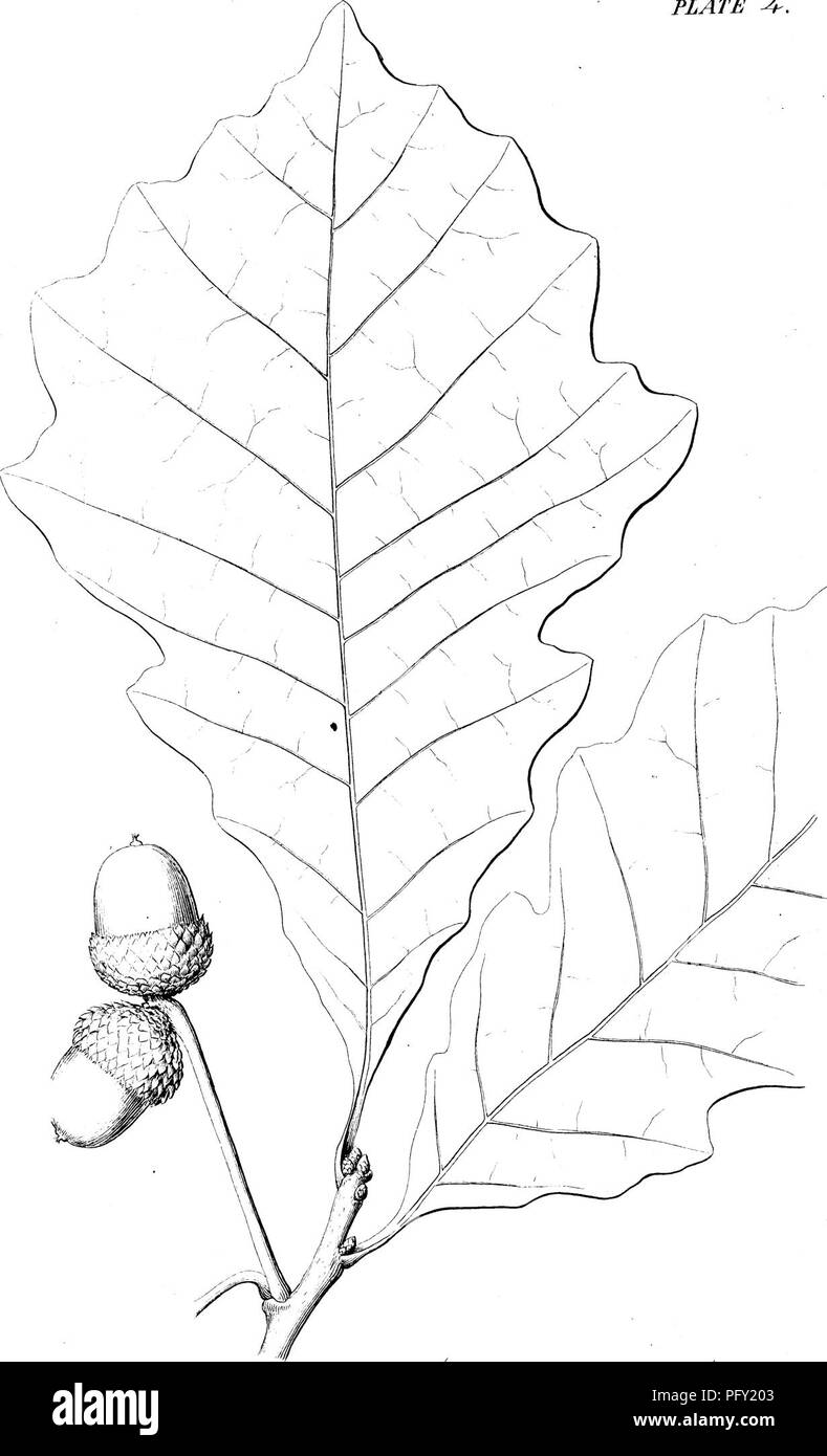 Un rapporto botanico che descrive dettagliatamente gli alberi e gli arbusti nativi del Massachusetts, tra cui la Swamp White Oak. Discute i loro ruoli ecologici, i modelli di crescita e la distribuzione negli ecosistemi forestali dello stato. Foto Stock