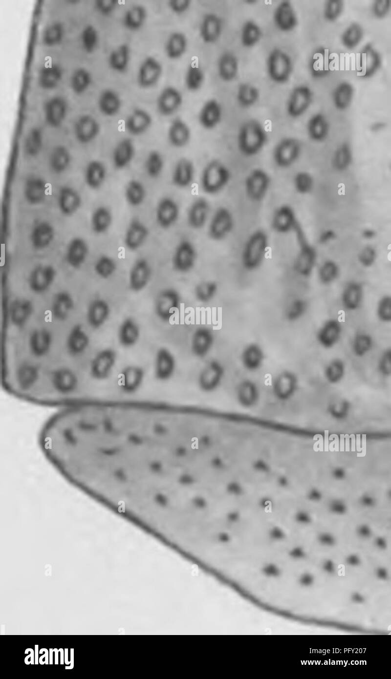 . Il Eurypterida di New York. Eurypterida; Paleontologia. .0.*' competente a mostrare la maggior parte characteris- tic caratteristiche; la forma del carapace, la posizione degli occhielli laterali e peculiare o- namentation. Più di una ventina di anni più tardi, Pohl- uomo trovato nel museo di Buffalo Società di Sci naturale- Figura 39 copia della figura originale di Eurypterus gigan- ., teu Pohlman. (Da Pohlman) meeting un altro molto meglio preservato carapace [qui riprodotta in pi. 23, fig. i] ed egli reck- lessly indicata come E. giganteus, affermando che la sua specie ha avuto. Si prega di notare che queste immagini vengono estratti Foto Stock