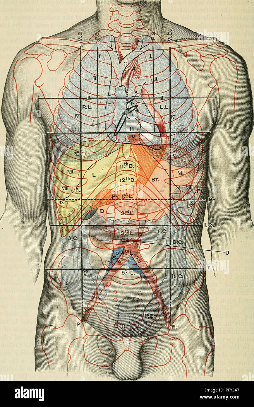 . Cunningham il libro di testo di anatomia. Anatomia. 1396 SUKFACE E ANATOMIA SUEGICAL.. Fig. 1090.-aspetto anteriore del tronco, che mostra la topografia superficiale di visceri M.C Mid-clavicular linea. T. orifizio tricuspide. C.a. Il colon ascendente. P.S. Il Para-linea sternale. R.L. Polmone destro. T.C. Colon trasverso. P. inguinale linea verticale. L.L. Polmone sinistro. D.C. Colon discendente. 1.0. Linea Infracostal. PI. Pleura. 11. C. colon iliaca. T. Intertubercular linea. L. fegato. P.O. Colon pelvico. ±*y. Linea Transpyloric di Addison. 0. (Esofago. R. retto. A. aorta. San stomaco. C.I. Iliaca comune arterj H. Cuore. Py. Piloro. E.I Foto Stock