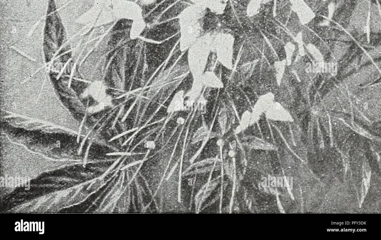 . Currie del giardino : annuale Primavera 1931 56th anno. Semi di fiori di cataloghi; lampadine (piante) Semi cataloghi; semi di ortaggi cataloghi; Vivai (orticoltura) cataloghi; piante ornamentali, cataloghi; attrezzature da giardinaggio e i cataloghi dei materiali di consumo. Ciclamino (ALPINE VIOLA) Bella, free-fioritura, piante a bulbo, con grazioso, orchidea-simili a fiori che sbocciano durante i mesi autunnali ed invernali, i fiori colore che va dal bianco al rosso cremisi scuro. Giant Luminoso gigante cremisi rosa scuro Bianco gigante con Crimson occhio gigante rosa pallido gigante bianco puro gigante di color salmone gigante misti migliori di qualsiasi dei suddetti Foto Stock