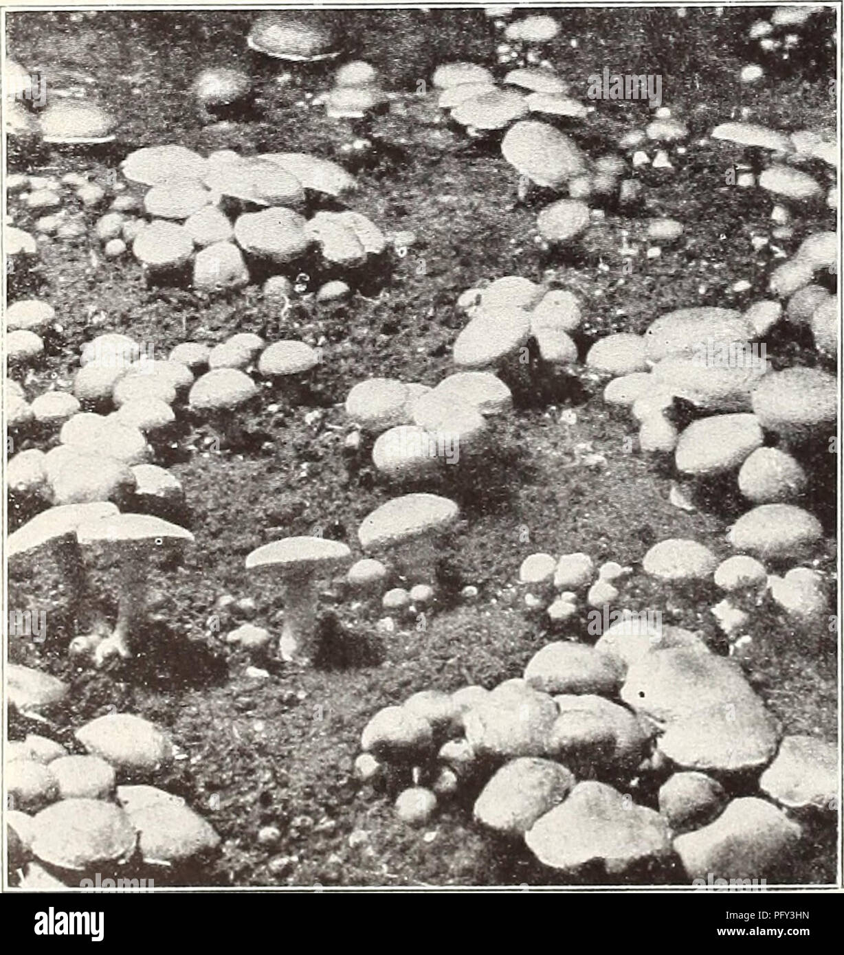 NUOVO Profondo camminare in Serra Piante Serra con copertura rinforzata forte mesh