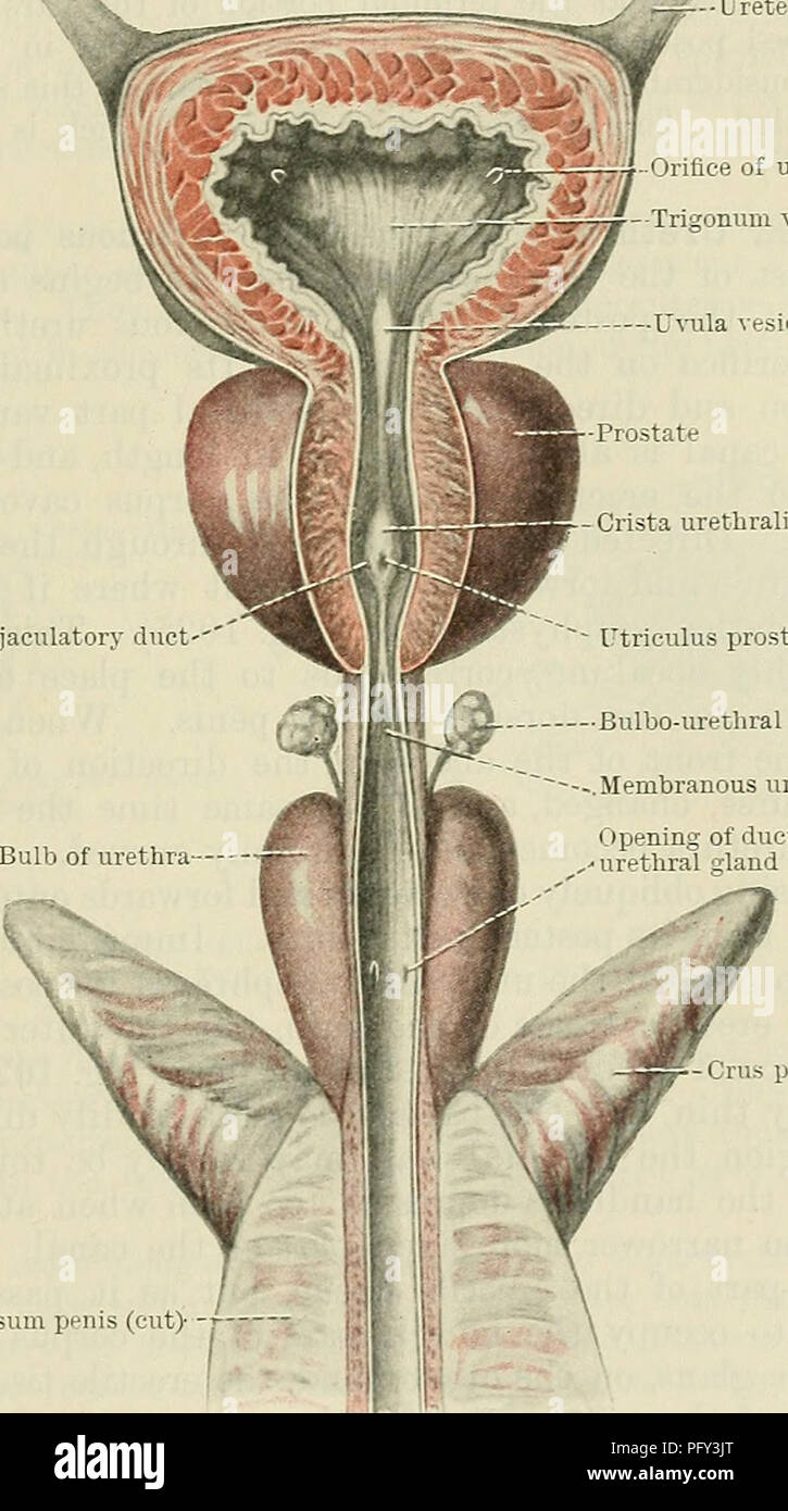Il Textbook of Anatomy di Cunningham discute l'uretra maschile, evidenziando la cresta mediana e la sua connessione con l'uretra prostatica. Il testo spiega la sua struttura anatomica e le variazioni basate sulla distensione della vescica e del retto. Foto Stock