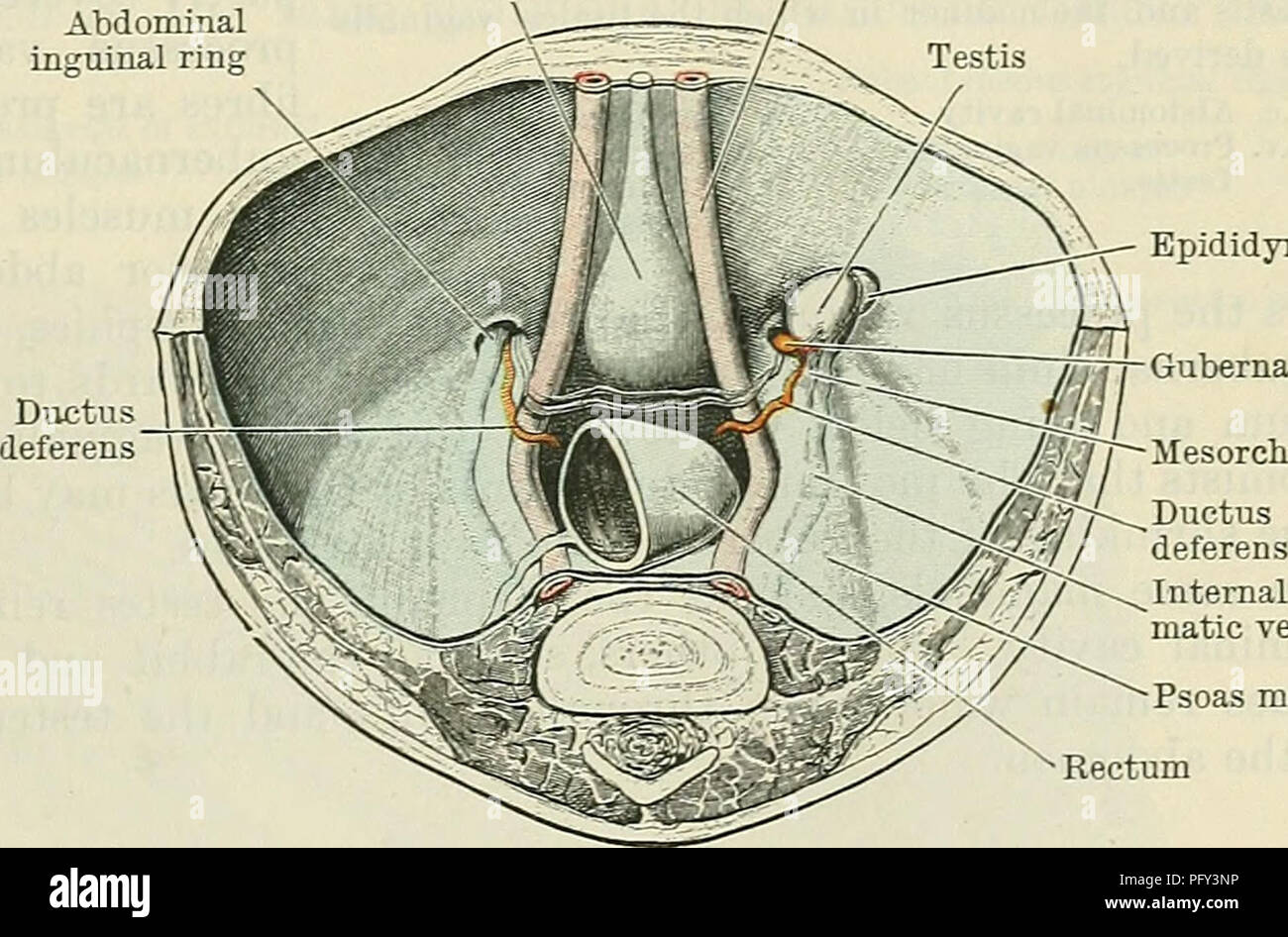 . Cunningham il libro di testo di anatomia. Anatomia. Discesa del testicolo. 1295 Le navi e i nervi del dotto Deferens e dell'Vesicula Seminalis.-Il dotto deferens riceve la sua alimentazione arterioso da parte del superiore o inferiore arteria vescicale. L'arteria al condotto che accompagna la struttura, fornendo per quanto riguarda il testicolo, in cui esso termina da anastomosing con rami dell'interno dell'arteria spermatica. Il vesicida seminalis è fornito dalla inferiore arteria vescicale. I nervi del dotto deferens e vesicula seminalis sono derivati dal plesso hypogastric. In animali inferiori i nervi f Foto Stock