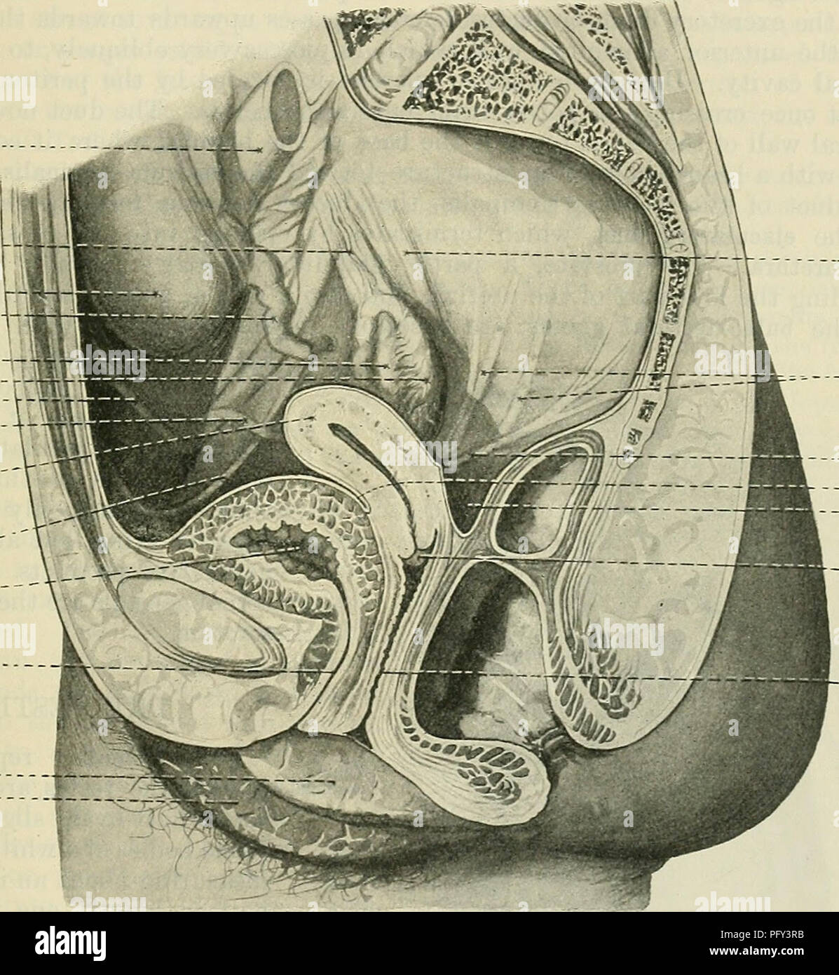 . Cunningham il libro di testo di anatomia. Anatomia. La femmina UBETHEA. Struttura 1285.-La parete dell'uretra femminile è spessa e contiene molto di tessuto fibroso, che passa senza alcuna precisa linea di demarkation nella zona circostante la massa di tessuto connettivo. Le tonache muscolari o rivestimento muscolare dell'uretra è continuo sopra con quella della vescica ed è composto da strati di circolarmente e longitudi- nally disposto fibre muscolari lisce disposte a formare esterno ed interno di strati. Entro il muscolare di rivestire la parete dell'uretra è molto vascolare e il canale stesso è rivestita da una mucosa pallido Foto Stock