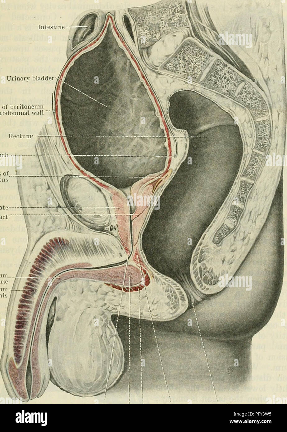 Un libro di testo completo sull'anatomia umana, che descrive in dettaglio la struttura e la funzione della vescica urinaria e la relativa anatomia pelvica sia nei maschi che nelle femmine, con ampie descrizioni dei tessuti circostanti. Foto Stock