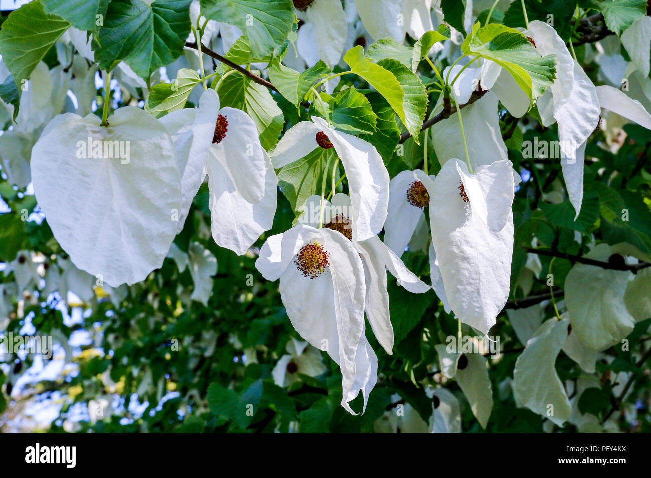 Brattee bianco o foglie di Davidia involucrata, comunemente noto come il fantasma tree, fazzoletto ad albero o albero colomba Foto Stock