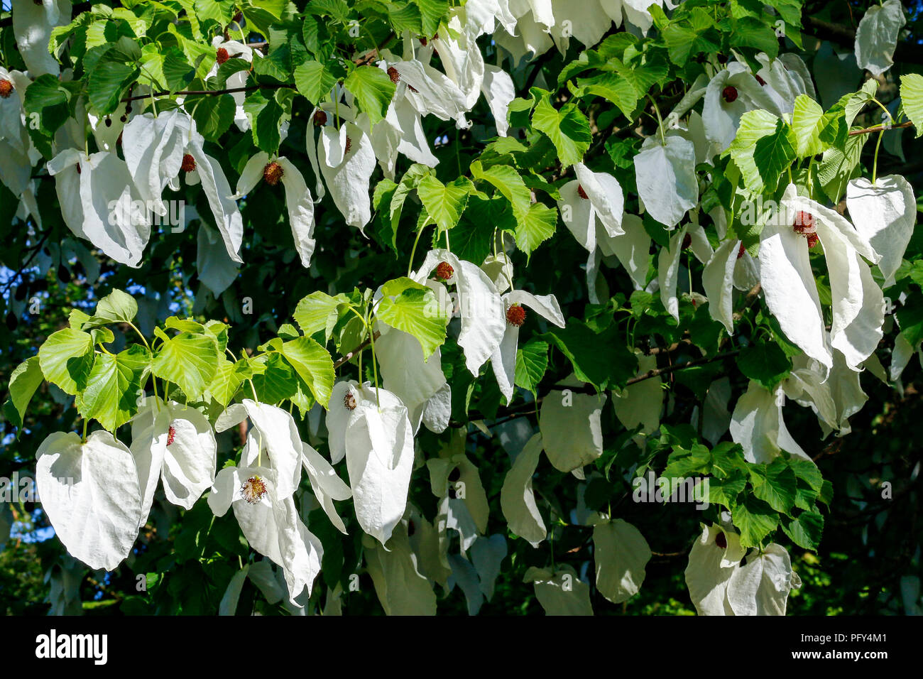 Brattee bianco o foglie di Davidia involucrata, comunemente noto come il fantasma tree, fazzoletto ad albero o albero colomba Foto Stock