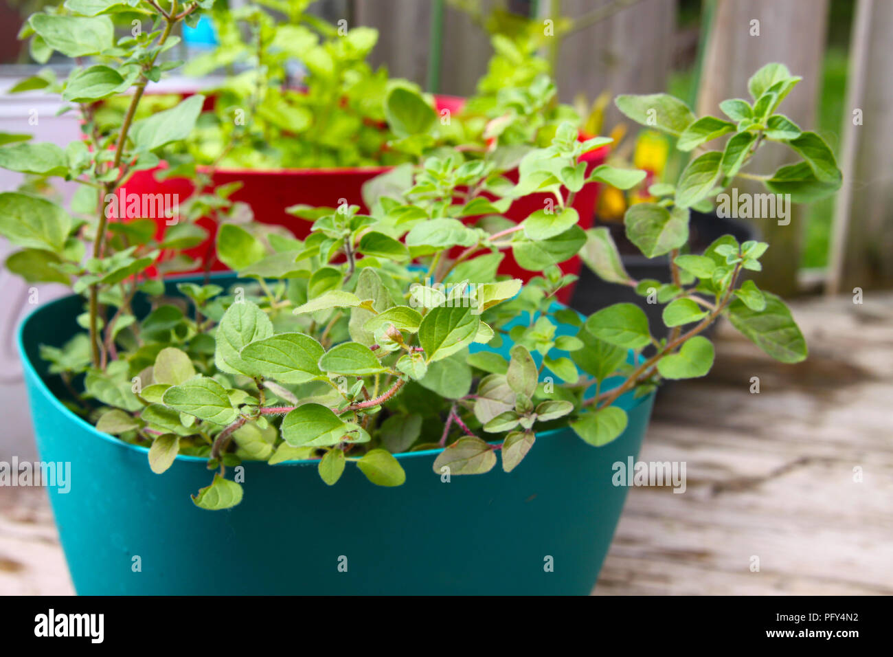 Fragrante, verde fresco origano greco nel vaso del giardino di erbe Foto Stock