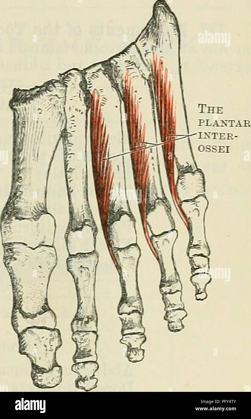 . Cunningham il libro di testo di anatomia. Anatomia. Fig. 389.-Interosseous muscoli di otto piedi. Quarto strato. Mm. Interossei.-i muscoli interossei del piede assomigliano a quelle della mano eccetto in uno rispetto. In mano la linea di azione dei muscoli è la linea di centro del dito medio della mano. In piedi la seconda punta è la cifra intorno a cui i muscoli sono raggruppate e i loro allegati e T le loro azioni dorsIl^ variano di conseguenza. '™; ci sono quattro dorsali e tre muscoli plantare, che occupano a- gether quattro in- terosseous spazi, e progetto nella cava del piede. Il f Foto Stock