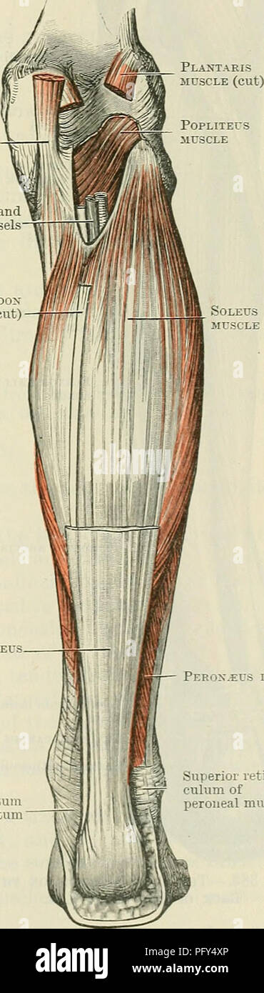 . Cunningham il libro di testo di anatomia. Anatomia. Peron.eus LONGUS 'ERON.EUS BREVIS PeRONjEUS -LONGUS -- tibiale posteriore plantare lungo '" il legamento questo muscolo anche everts piede, rafforza l'arco del piede mediante passaggio attraverso la suola per il suo inserimento. Semimembranosus tendine (taglio) del nervo tibiale e navi poplitea Plantaris tendine (tagliare) Fig. 381.-Le inserzioni del tibiale posteriore e Peron.eus Longus nella suola del piede sinistro. M. Peronseus Brevis. - La peronseus brevis deriva da fibre carnose dalla parte distale due terzi della superficie laterale dell'albero del perone, e Foto Stock