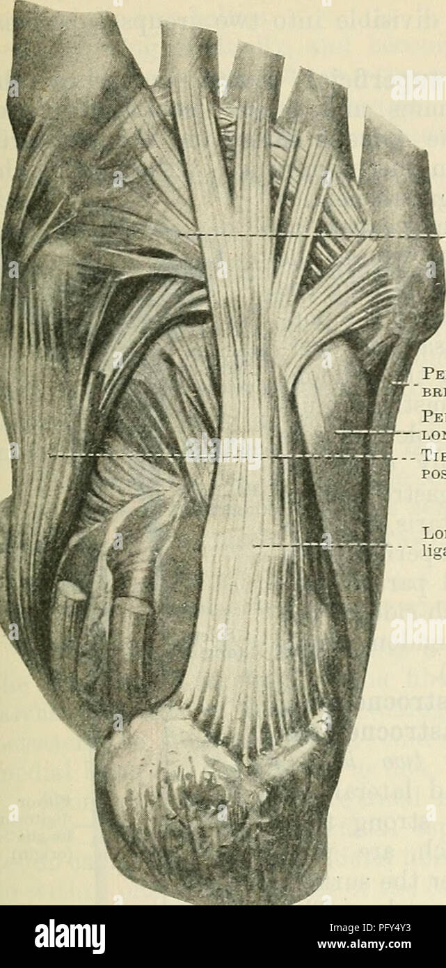 . Cunningham il libro di testo di anatomia. Anatomia. I MUSCOLI SUL LATO LATEEAL della gamba. 427 base del primo metatarso ossa (Fig. 379, p. 425). Come si inserisce la pianta del piede di fibro-cartilagine è formata nel tendine, che gioca su una superficie liscia di tubercolo sul cuboide ossea, bursa intervenire. Nel suo passaggio attraverso il piede il tendine è racchiuso in una guaina derivato dal plantare lungo (long-calcaneo cuboide) legamenti e il tibiale tendine posteriore. Nervo - Alimentazione. - Superficiale del nervo peroneo (L. 4. 5. S. 1.). Azioni.-Un estensore della caviglia ; la sua. Peron.eus LONGUS 'ERON.EUS Foto Stock