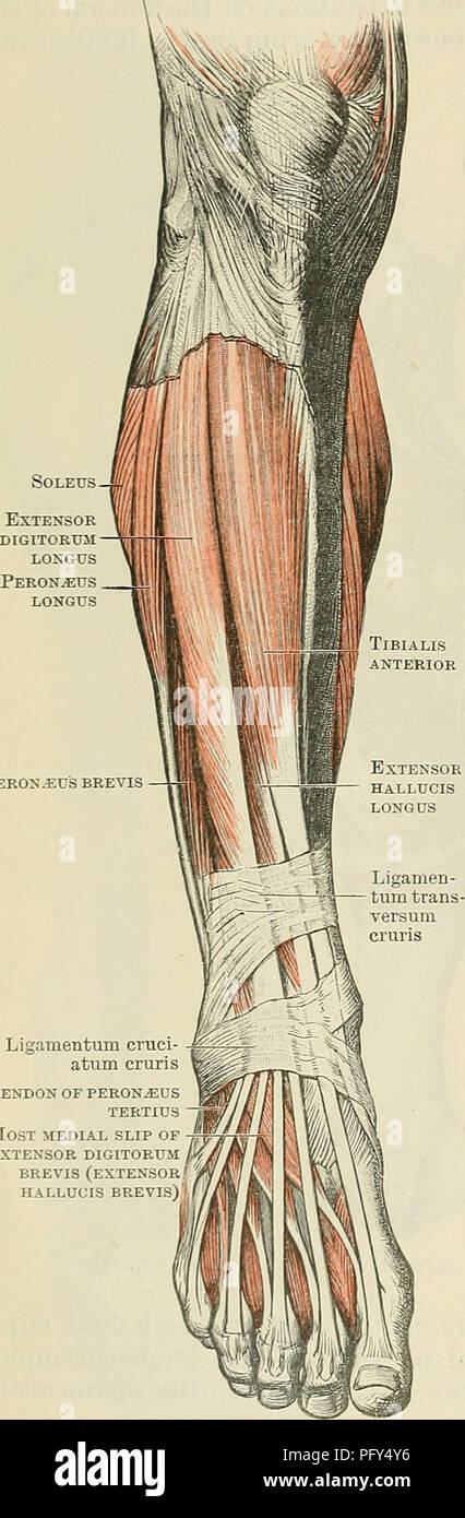 . Cunningham il libro di testo di anatomia. Anatomia. 426 Il sistema muscolare. M. estensore Haliucis Longus. Il tendine del muscolo è inserito nell'aspetto dorsale della base del quinto metatarso osso. Nerve-Supply.-profondo del nervo peroneo (L. 4. 5. S. 1.). Azioni. I dorsi di muscolo-flette la caviglia e solleva il bordo laterale del piede (come nel pattinaggio o ballo). -L'estensore hallucis longus deriva dalla parte anteriore della superficie mediale del perone nel suo centro - tre quinti, mediale per l'origine dell'estensore digitorum longus e per una corrispondente misura dall'interosseous Foto Stock