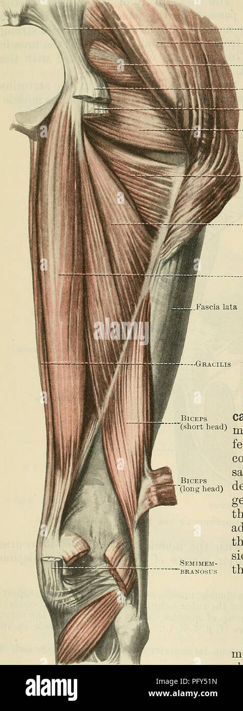 . Cunningham il libro di testo di anatomia. Anatomia. 414 Il sistema muscolare. porzione di superficie superficiale dell'otturatore a membrana (Figg. 366, p. 412 e 367, p. 413). Le sue fibre convergono verso il gran trocantere e la fine in un robusto tendine che, dopo il passaggio a distale e posteriore all'hip-giunto, è inserito nella trochan- teric fossa della maggiore tro- chanter del femore (Figg. 365, p. 410 e 373, p. 417).. Sacro-tubero- cus liga- ment gluteo otturatore internets e bicipiti semitendin- osus Semimem- branosus Quadratus FEMOR1S Nerve-Supply.-La parte profonda della obtu Foto Stock