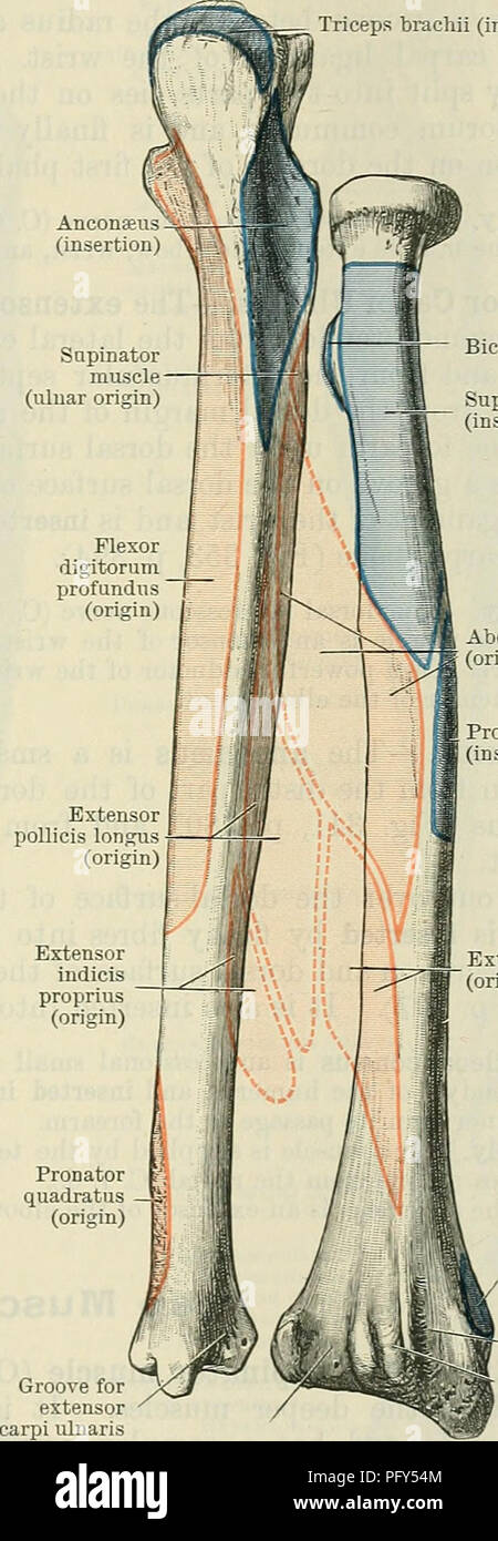 . Cunningham il libro di testo di anatomia. Anatomia. Muscoli alla DOESAL SUEFACE DEL FOEEAEM. 397 Tricipiti brachii (inserimento) bicipite brachii (inserimento) Supinator muscolo (inserimento) Abductor pollicis longus (origine) Pronator teres (inserimento) M. estensore Digitorum Communis.-l'estensore digitorum communis deriva dal comune di tendine, dall'epicondyle laterale dell'omero, dalla fascia sopra di esso e da setti intermuscular su entrambi i lati. Che si estende lungo il dorso dell'avambraccio essa estremità prossimale al polso in quattro tendini, dei quali il più spesso laterale ha una parte di pancia carnosa. Foto Stock