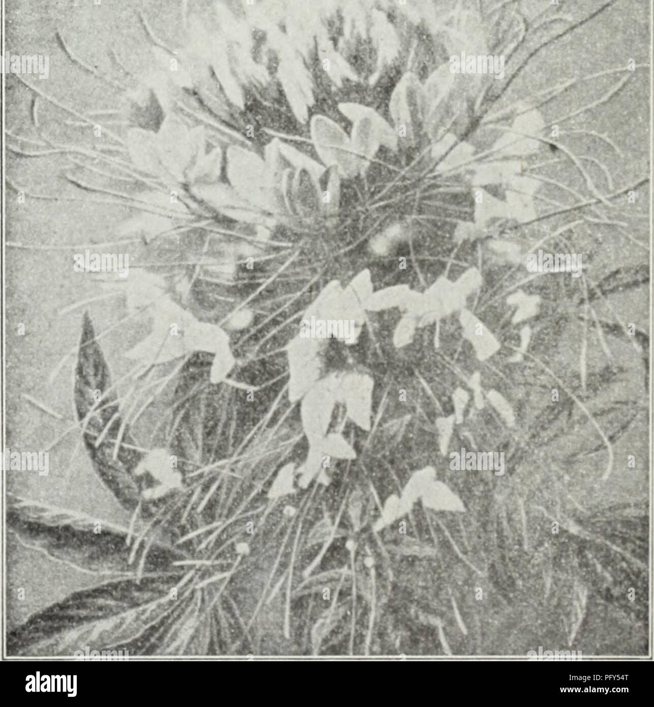 . Currie's farm e giardino : annuale di primavera 1930. Semi di fiori di cataloghi; lampadine (piante) Semi cataloghi; semi di ortaggi cataloghi; Vivai (orticoltura) cataloghi; piante ornamentali, cataloghi; attrezzature da giardinaggio e i cataloghi dei materiali di consumo. Ciclamino (ALPINE VIOLA) Bella, free-fioritura, piante a bulbo, con grazioso, orchidea-simili a fiori che sbocciano durante i mesi autunnali ed invernali, i fiori colore che va dal bianco al rosso cremisi scuro. Giant Luminoso gigante cremisi rosa scuro Bianco gigante con Crimson occhio gigante rosa pallido gigante bianco puro gigante di color salmone gigante misti migliori qualsiasi di quanto sopra Foto Stock