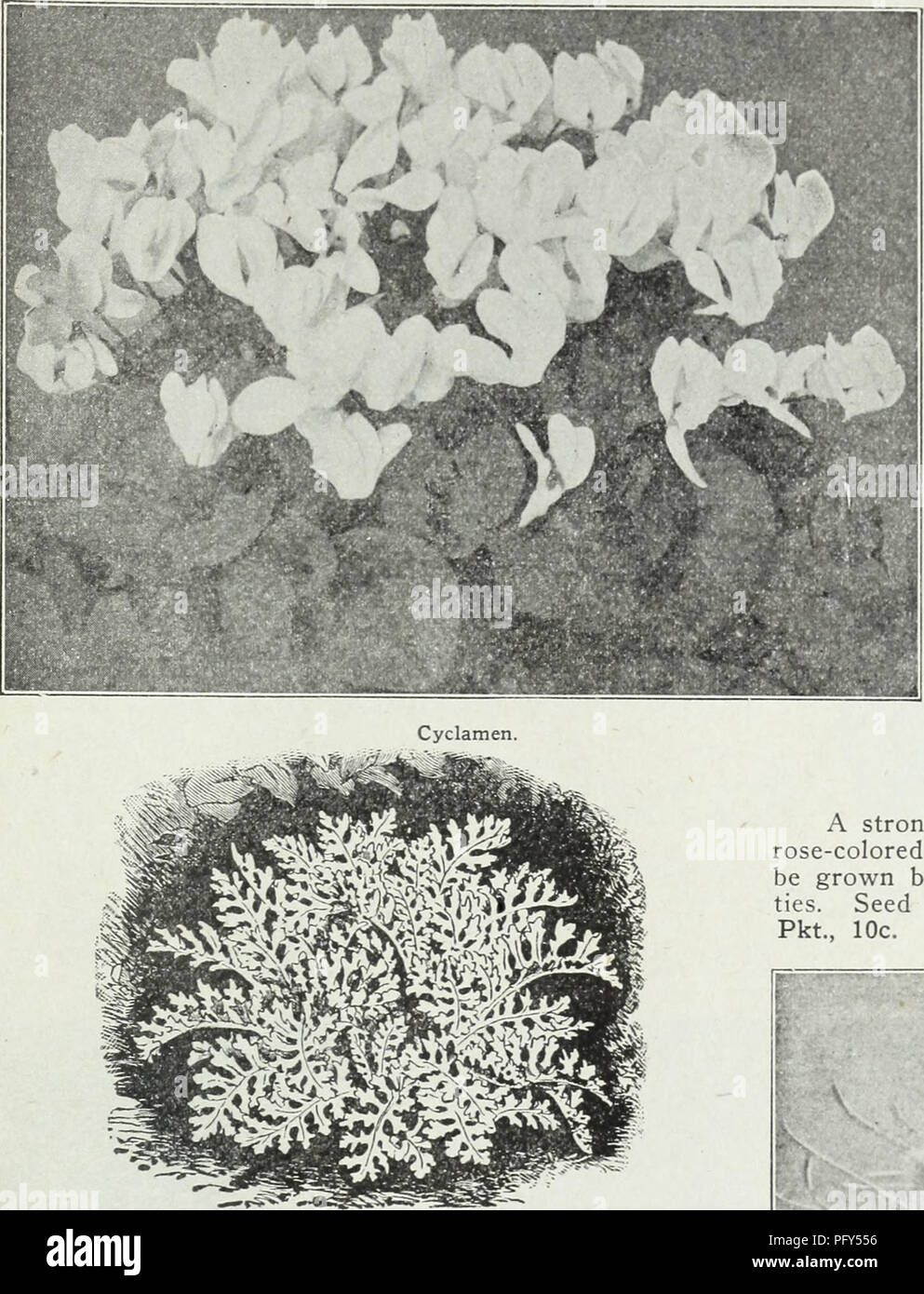 . Currie's farm e giardino : annuale di primavera 1930. Semi di fiori di cataloghi; lampadine (piante) Semi cataloghi; semi di ortaggi cataloghi; Vivai (orticoltura) cataloghi; piante ornamentali, cataloghi; attrezzature da giardinaggio e i cataloghi dei materiali di consumo. Ciclamino (ALPINE VIOLA) Bella, free-fioritura, piante a bulbo, con grazioso, orchidea-simili a fiori che sbocciano durante i mesi autunnali ed invernali, i fiori colore che va dal bianco al rosso cremisi scuro. Giant Luminoso gigante cremisi rosa scuro Bianco gigante con Crimson occhio gigante rosa pallido gigante bianco puro gigante di color salmone gigante misti migliori qualsiasi di quanto sopra Foto Stock