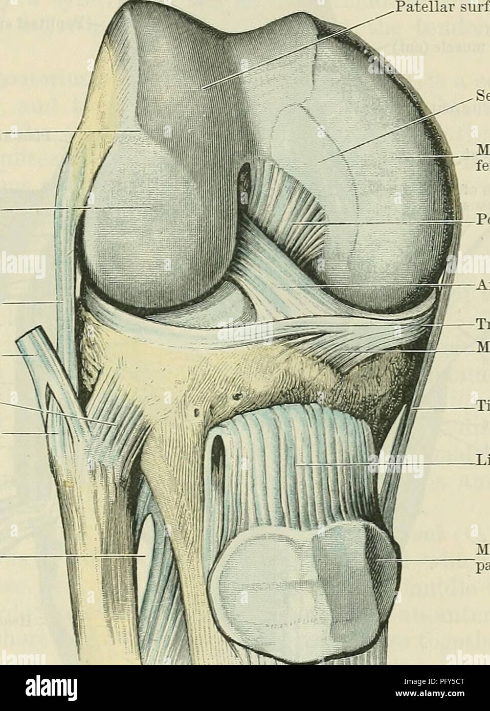 . Cunningham il libro di testo di anatomia. Anatomia. Il knee-giunto. 343 la porzione rotulea (Fig. 317) è situato anteriormente, ed è comune a entrambi i condili, sebbene sviluppato in misura maggiore in associazione con il condilo laterale su cui si ascende verso un maggiore livello di prossimale rispetto al condilo mediale. Questa superficie è trocleare, e forma una scanalatura verticale delimitato da confini di spicco. La porzione tibiale della superficie articolare del femore è diviso in due zone articolari, in relazione agli aspetti distale dei due condili, dall'ampia non intercondyloid articolare la tacca. Questi due s Foto Stock