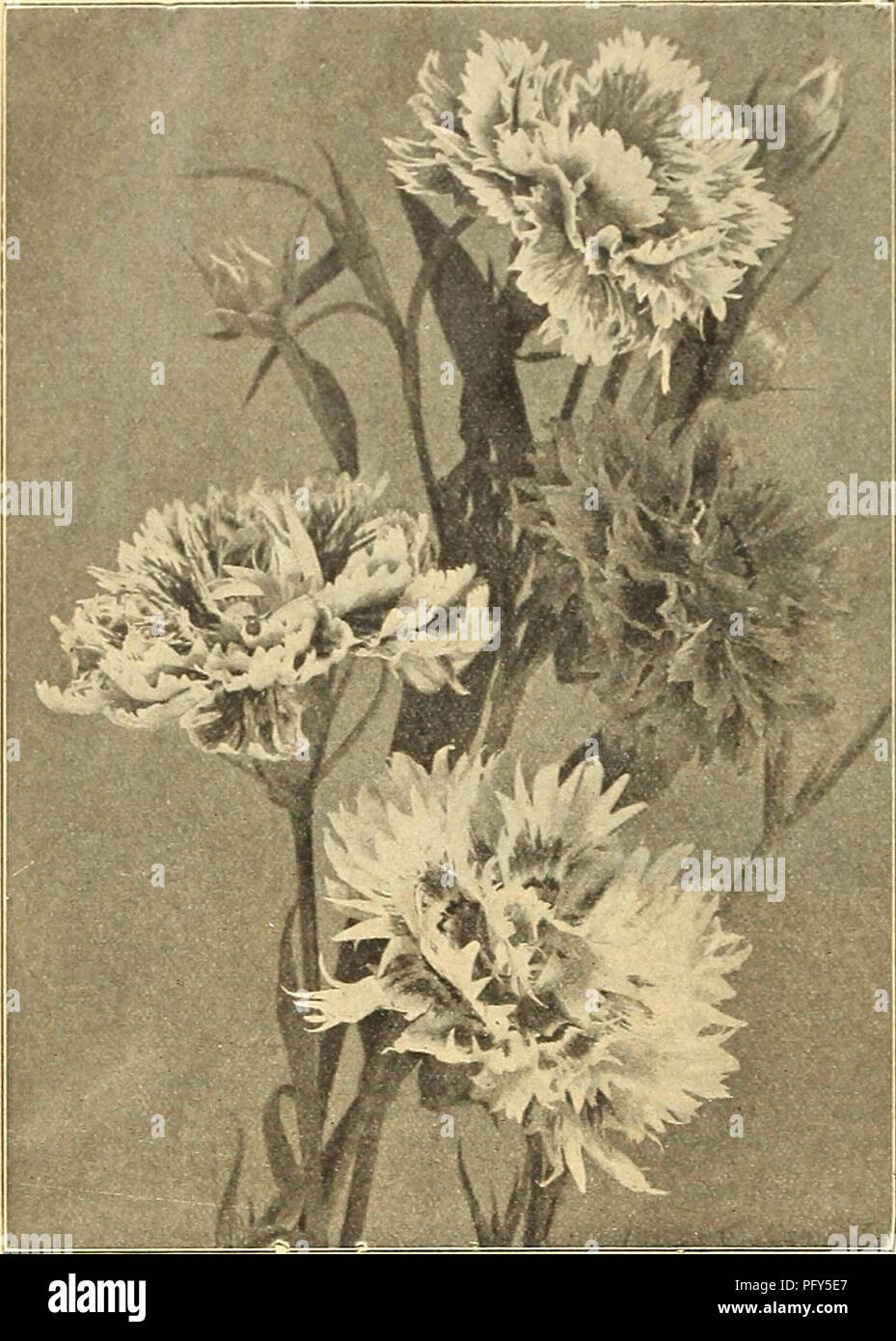 . Currie's farm e giardino : annuale Primavera 1918 xliii anno. Semi di fiori di cataloghi; lampadine (piante) Semi cataloghi; semi di ortaggi cataloghi; Vivai (orticoltura) cataloghi; piante ornamentali, cataloghi; attrezzature da giardinaggio e i cataloghi dei materiali di consumo. 58 CURRIE Brothers Company, Milwaukee, WIS.. Dianthus (Pinksj annuale. ESCHSCHOLTZIA-cALiFORNiAPOPPY. Straordinariamente bello libera-piante in fiore. Seminare il seme in frontiera aperta durante il mese di maggio e giugno, dove è destinato a essere fiorite, come essi non sostare al trapianto. Pkt. Carmine re-Carmine è salito all'interno e al di fuori di 10 dolce Regina-rosa pallido crema ombreggiato, Foto Stock