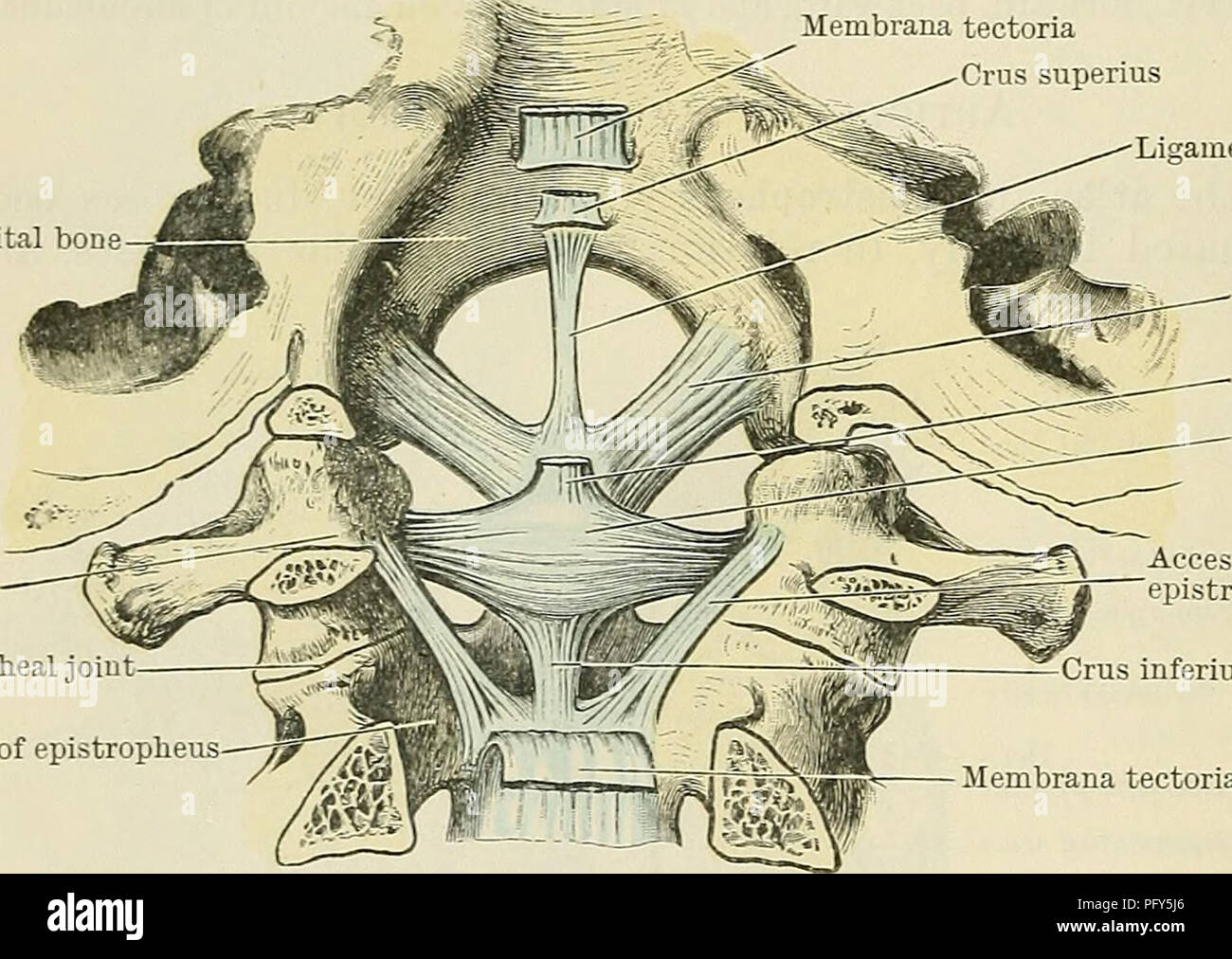 . Cunningham il libro di testo di anatomia. Anatomia. 310 gli snodi o giunti. Lig Obturatorium Atlantoepistrophica posteriore.-La copertura posteriore atlanto-epistropheal legamento (A.T. atlo posteriore-legamento axoid) (Fig. 296) occupa la posizione che è altrove adottate dalla ligamenta flava. Esso si estende dall'arco posteriore dell'atlante del bordo superiore dell'arco vertebrale del epistropheus. Lig. Transversum Atlantis.-Il legamento trasversale della atlas (Figg. 296 e 297) è una forte banda, disposto trasversalmente, che archi dietro il collo del tane del epistrop Foto Stock