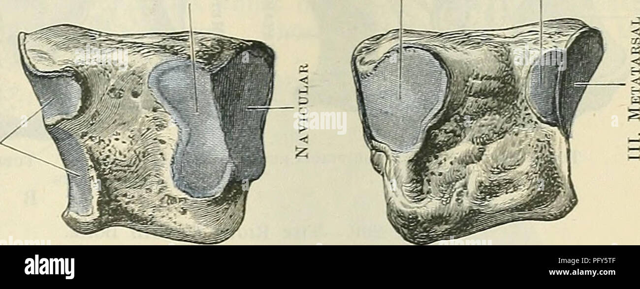 . Cunningham il libro di testo di anatomia. Anatomia. Il cuboide osso. 263 secondo il cuneiforme cuboide IV. Metatarso. Fig. 267.-OTTO terzo cuneiforme (lato mediale). Fig. 268.-destra terza cuneiforme (laterale). Il lato laterale visualizza una sfaccettatura disposti lungo il suo bordo prossimale, e solitamente un po' strozzata in medio; questo è per il terzo il cuneiforme. Distale rispetto a questo osso è ruvida per il interosseous legamenti, che legano le due ossa insieme. L'estremità prossimale è fornito con una sfaccettatura triangolare leggermente concava dall'alto verso il basso; questa si appoggia sulla centrale di una superficie articolare nell'ante Foto Stock