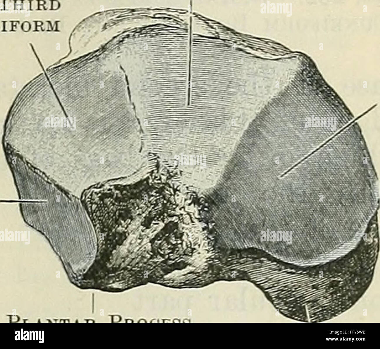 . Cunningham il libro di testo di anatomia. Anatomia. Il CUNEIFOEM ossa. 261 i cui bordi sono striati. In questa superficie il calcagno tendo è inserito. La superficie più bassa è ruvida e striata, e confluenti è al di sotto di con il mediale e laterale di processi; questo è sovrastato dal denso strato di tessuto che forma il pad del tacco. Os Naviculare Pedis. Il navicular osso (A.T. scafoide), della compressa di forma piriforme, è collocato sul lato mediale del piede, tra la testa del astragalo posteriormente e le tre ossa cuneiformi anteriormente. L'osso deriva il suo nome dalla forma ovale o barca-s Foto Stock