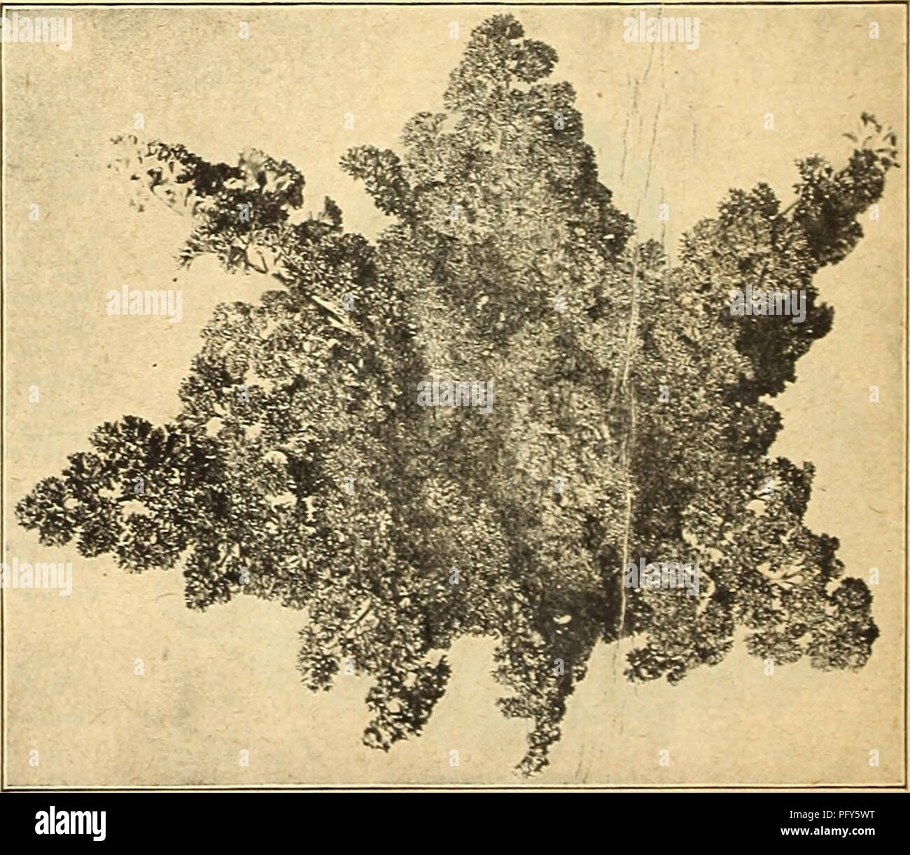 . Currie's farm e giardino : annuale Primavera 1918 xliii anno. Semi di fiori di cataloghi; lampadine (piante) Semi cataloghi; semi di ortaggi cataloghi; Vivai (orticoltura) cataloghi; piante ornamentali, cataloghi; attrezzature da giardinaggio e i cataloghi dei materiali di consumo. Liscia a lungo, o corona cava- Una varietà preferita. Stndent-Xot in modo generalmente utilizzato come il precedente, ma da molti altamente stimato. Guernsey (migliorato a mezza lunghezza)- Un miglioramento della vecchia cava di corona, la formazione di radici più corta e più spessa di quella varietà. Si tratta di una troncatrice di grandi dimensioni, molto liscia e la polpa è a grana fine e di ottima qualità. Pkt. Gaer Foto Stock