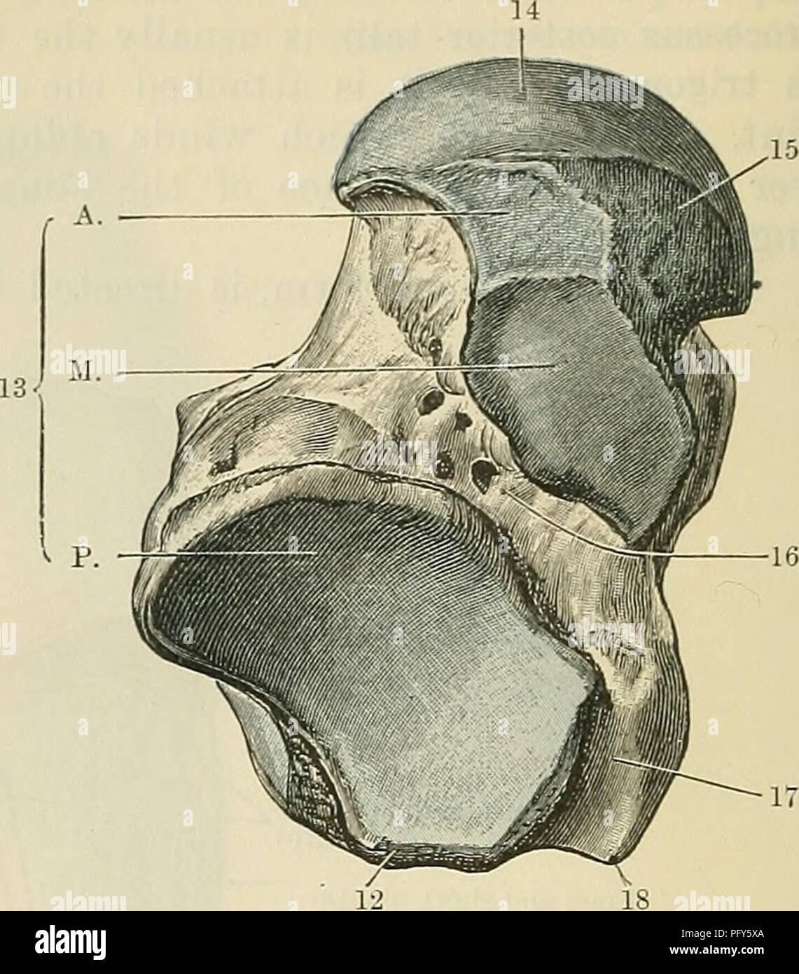 . Cunningham il libro di testo di anatomia. Anatomia. Fig. 257.-Il diritto astragalo. A. superficie dorsale ; B. superficie piantare. 1. Scanalatura per flex, hallucis. lungo. 2. Il tubercolo mediale. 3. Trochlea. 4. Corpo. 5. Per l'articolazione con il malleolo mediale. 6. Testa. 7. per l'articolazione con navicular. 8. Collo. 9. Per l'articolazione con il malleolo laterale. 10. Superficie contro la quale la sezione posteriore talo-fibular liga- ment poggia. 11. Processus posteriore. 12. Processus posteriore. 13. Sezione posteriore, centrale ed anteriore sfaccettature per calcagno. 14. Per l'articolazione con navi- cular. 15. Superficie di appoggio sul plantare calcaneo - navicula Foto Stock