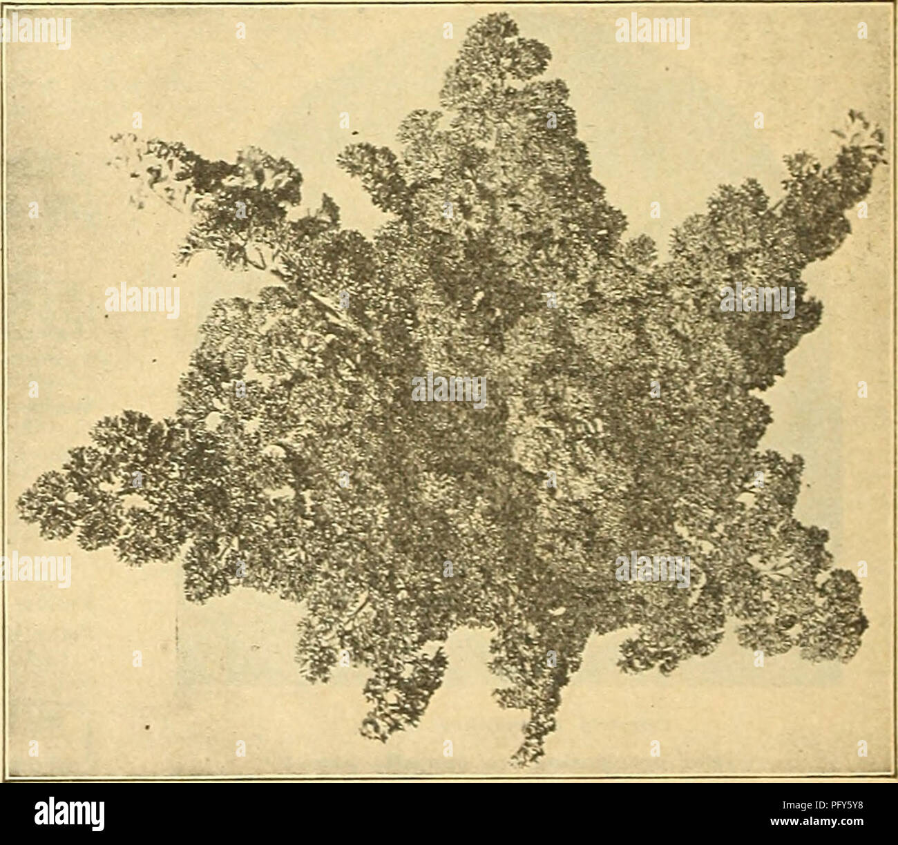 . Currie's farm e giardino : annuale Primavera 1919 44th anno. Semi di fiori di cataloghi; lampadine (piante) Semi cataloghi; semi di ortaggi cataloghi; Vivai (orticoltura) cataloghi; piante ornamentali, cataloghi; attrezzature da giardinaggio e i cataloghi dei materiali di consumo. Guernsey pastinaca. LonK liscia o Crowrnâ cava una varietà preferita. StudentâNot in modo generalmente utilizzato come il precedente, ma da molti altamente stimato. Gnernsey (migliorata semi-long)â un miglioramento della vecchia cava di Crow^n. la formazione di radici più corta e più spessa di quella varietà. Si tratta di una troncatrice di grandi dimensioni, molto liscia, e la carne è flne-granito e di excellen Foto Stock