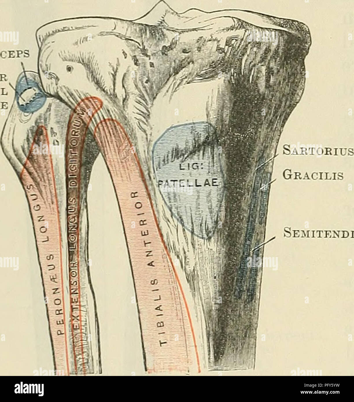 . Cunningham il libro di testo di anatomia. Anatomia. 24S OSTEOLOGIA. Fibular legamento collaterale del ginocchio distale a questo le aree per le origini del peronseus longus estensori e longus digitoruni sono spesso coperti denned. La circonferenza del condilo mediale è scanalata postero-niedially per l'inserimento del tendine del senii-menibranosus. Nella parte anteriore dei condili e circa un pollice in posizione distale rispetto al livello del condyhe sur- facce, vi è una elevazione ovale chiamato la tuberosità della tibia. La metà prossimale di questo è liscia e ricoperta da una bursa, mentre la parte distale è ruvida e serv Foto Stock