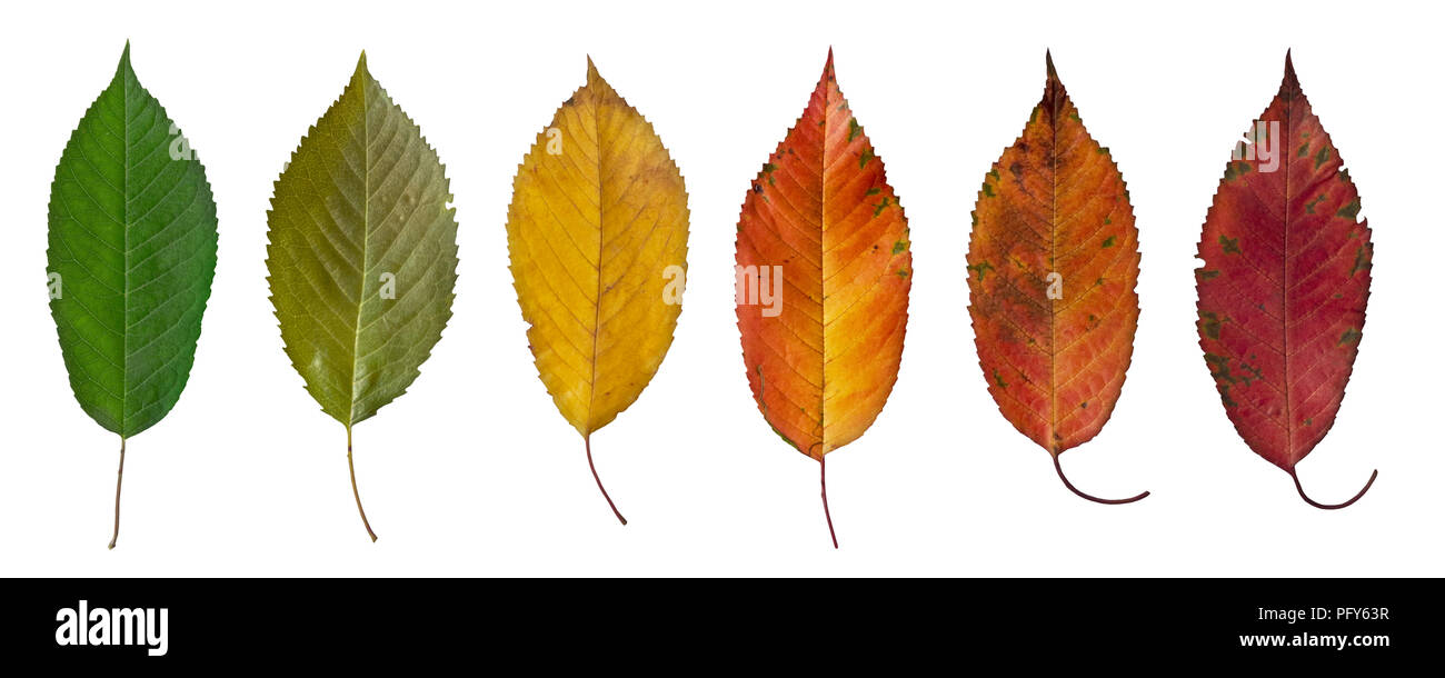 Colorato Foglie di autunno ciliegio Foto Stock