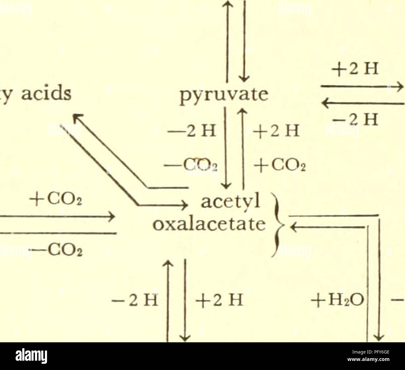 Questo lavoro esamina gli ultimi progressi nella ricerca biochimica, concentrandosi sulle vie biochimiche che coinvolgono anidride carbonica, acido piruvico e ciclo dell'acido tricarbossilico. Esplora i meccanismi per la degradazione ossidativa e i processi di trasferimento del carbonio. Foto Stock