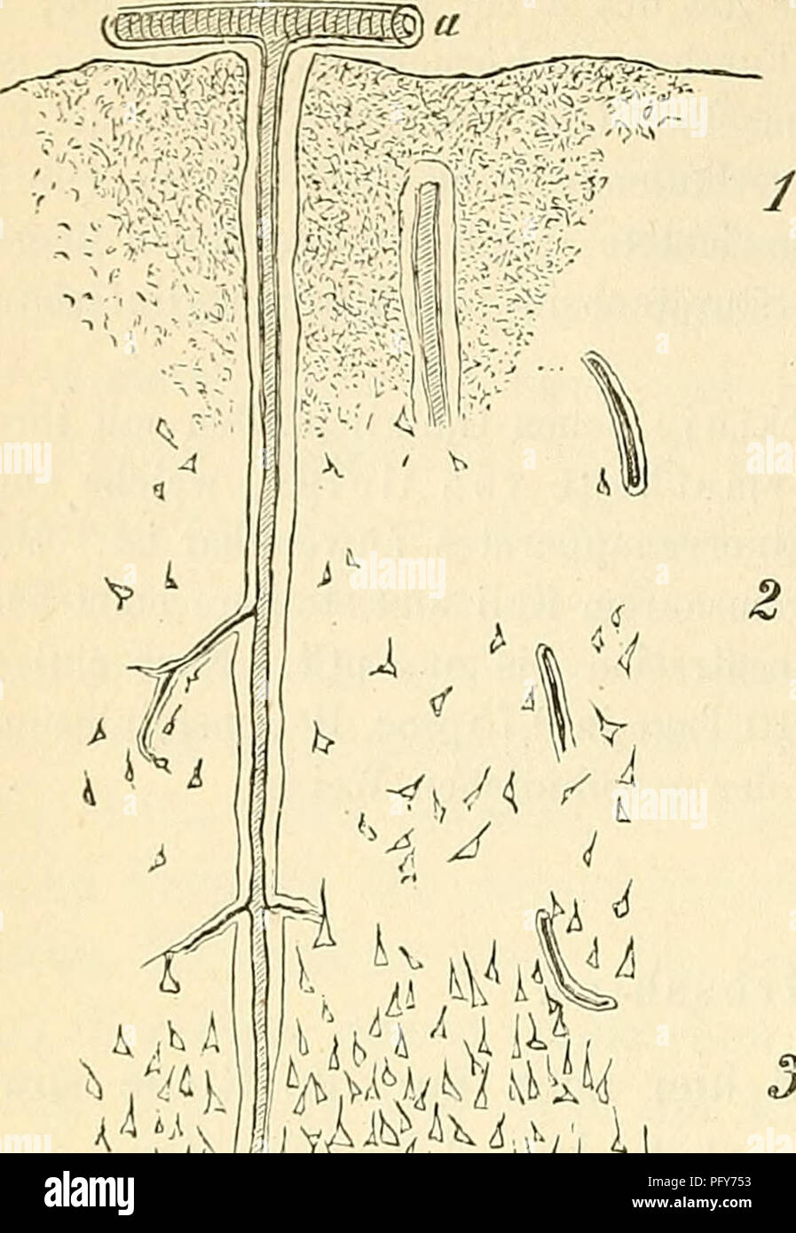 Questo testo sull'istologia del XIX secolo introduce lo studio microscopico dei tessuti, concentrandosi sulle caratteristiche dei tessuti cerebrali e delle strutture neurali. Il testo evidenzia i diversi livelli delle cellule cerebrali e le loro funzioni specializzate nel sistema nervoso. Foto Stock