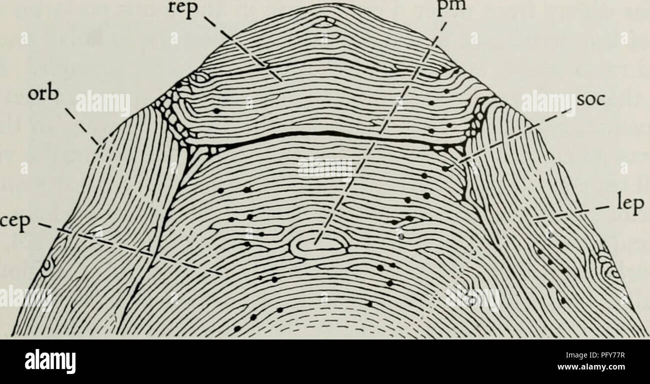 . Il Cyathaspididae; una famiglia di Silurian e jawless Devoniano vertebrati. Cyathaspididae. DENISON: IL CYATHASPIDIDAE 383 terminato in modo abbastanza brusco anteriormente, cioè in corrispondenza del bordo posteriore delle aperture brachiale.. Fig. 124. Vernonaspis sekwiae, tipo; la parte anteriore della protezione dorsale e il Museo Nazionale del Canada 10036 (X 5). cep, epitegum centrale; lep, epitegum laterale; orb, orbita; PM, pineale macula; rep, rostrale epitegum; soc, pori di sopraorbitale canale sensoriale. Vernonaspis sekwiae nuove specie. Le figure 100,C, 123-124. Tipo.-Museo Nazionale del Canada 10036, protezione dorsale, com- reparti ant Foto Stock