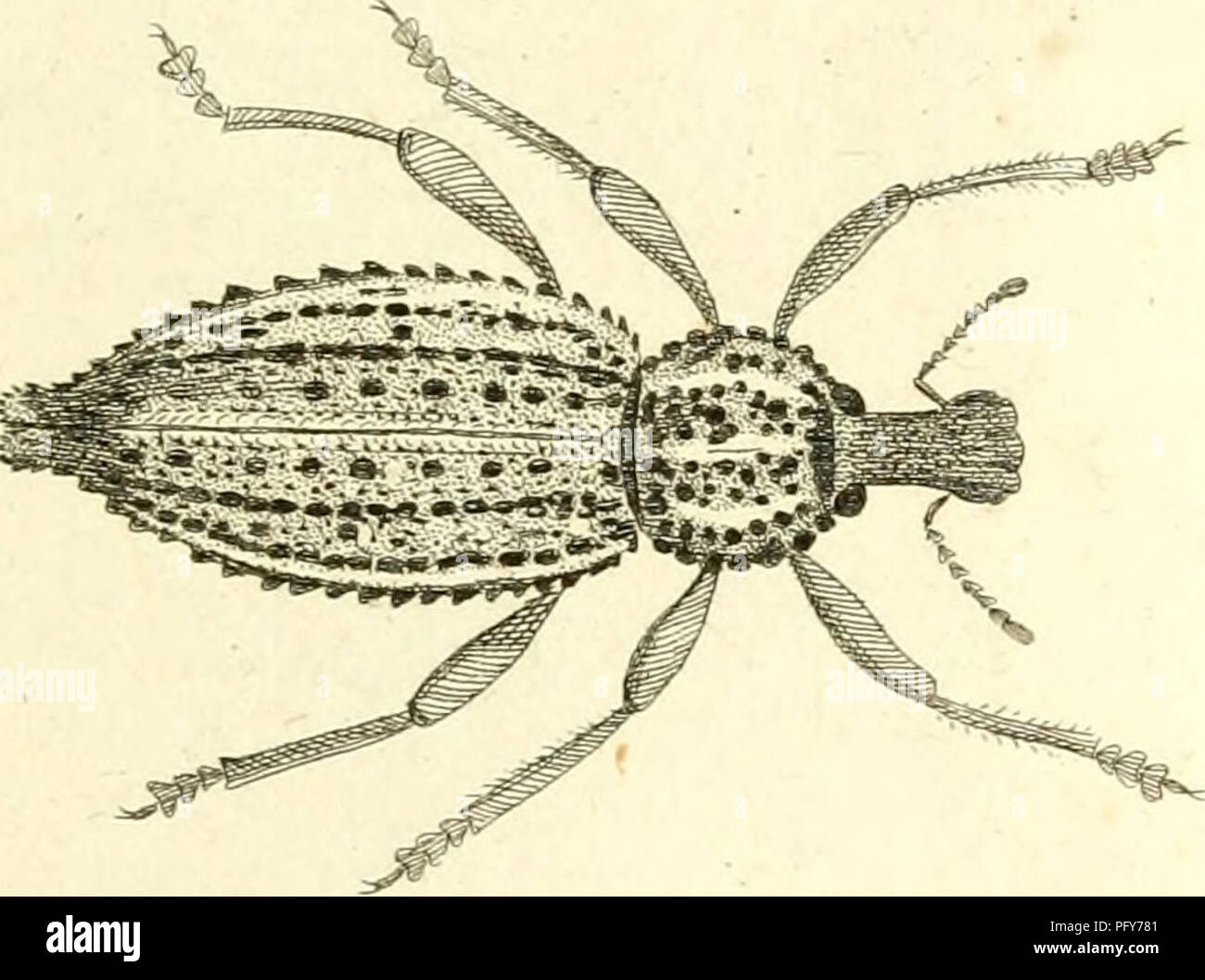 Curculionidae Curculionidae R A Mi 1 R C X Ca Si Prega Di Notare