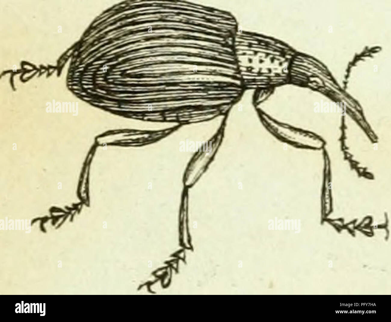 . [Curculionidae]. Curculionidae. s.^^ ^ •^ ^ I. SA. Si prega di notare che queste immagini vengono estratte dalla pagina sottoposta a scansione di immagini che possono essere state migliorate digitalmente per la leggibilità - Colorazione e aspetto di queste illustrazioni potrebbero non perfettamente assomigliano al lavoro originale. Sturm, Jakob, 1771-1848; Panzer, Georg Wolfgang Franz, 1755-1829; Olivier, G. A. (Guillaume Antoine), 1756-1814; Spilman, T. J. , donatore. DSI. [Germania? : S. n. Foto Stock