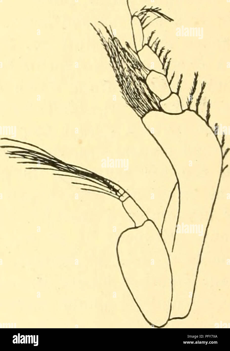 . Cumacea (Sympoda). Cumacea. Fig. 75. Fig. 76. P. longipes ...