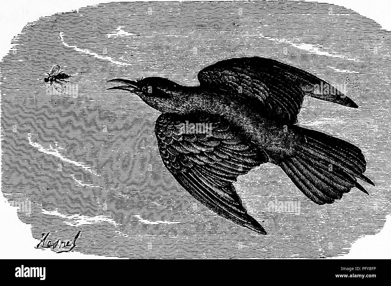 . Rettili e uccelli. Un popolare conto dei vari ordini; con una descrizione delle abitudini ed economia dei più interessanti. Uccelli e rettili. BEE-EATEES. 487 L'apertura del loro alveari e strappare fino di tutti quelli che entrano o escono. Essi sono abili in evitando il loro pungiglione. Vivere insieme in branchi numerosi, essi rapidamente chiaro di un distretto di vespe e api selvatiche, Tley costruiscono i loro nidi nelle rive di fiumi e ruscelli, in fori che essi scavare alla profondità di sei o sette piedi. Alcune specie sono altamente apprezzati come tabella prelibatezze dal Fremh. I gruccioni abitano le regioni più calde di Foto Stock