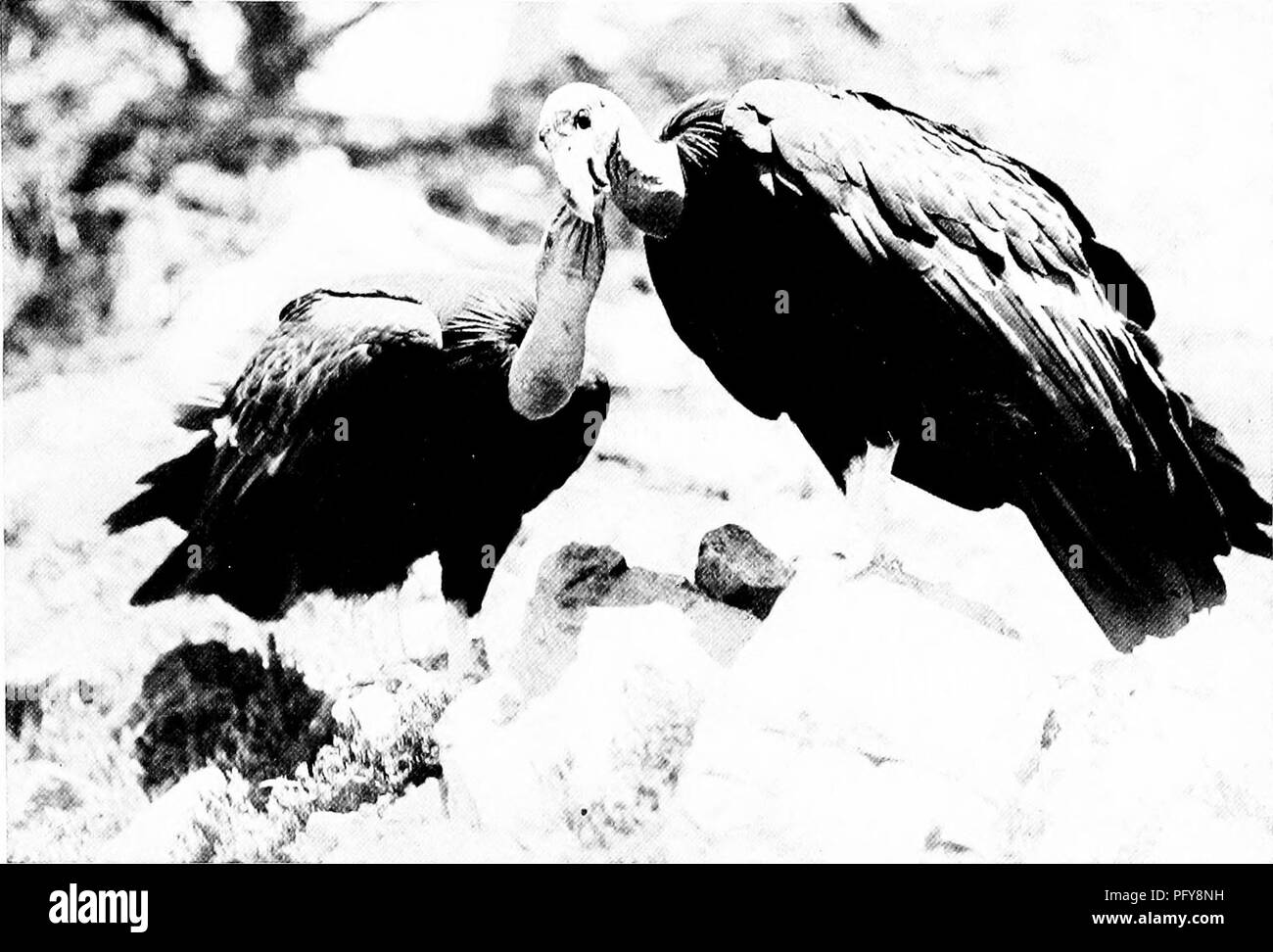 Questo articolo del National Geographic discute i comportamenti dei condor, concentrandosi sul loro affetto reciproco e sulla loro ragazza. Esplora anche i loro rari modelli di nidificazione e le sfide che devono affrontare in regioni remote come il Chaco argentino. Il pezzo mette in evidenza sia gli aspetti ecologici che culturali della regione. Foto Stock