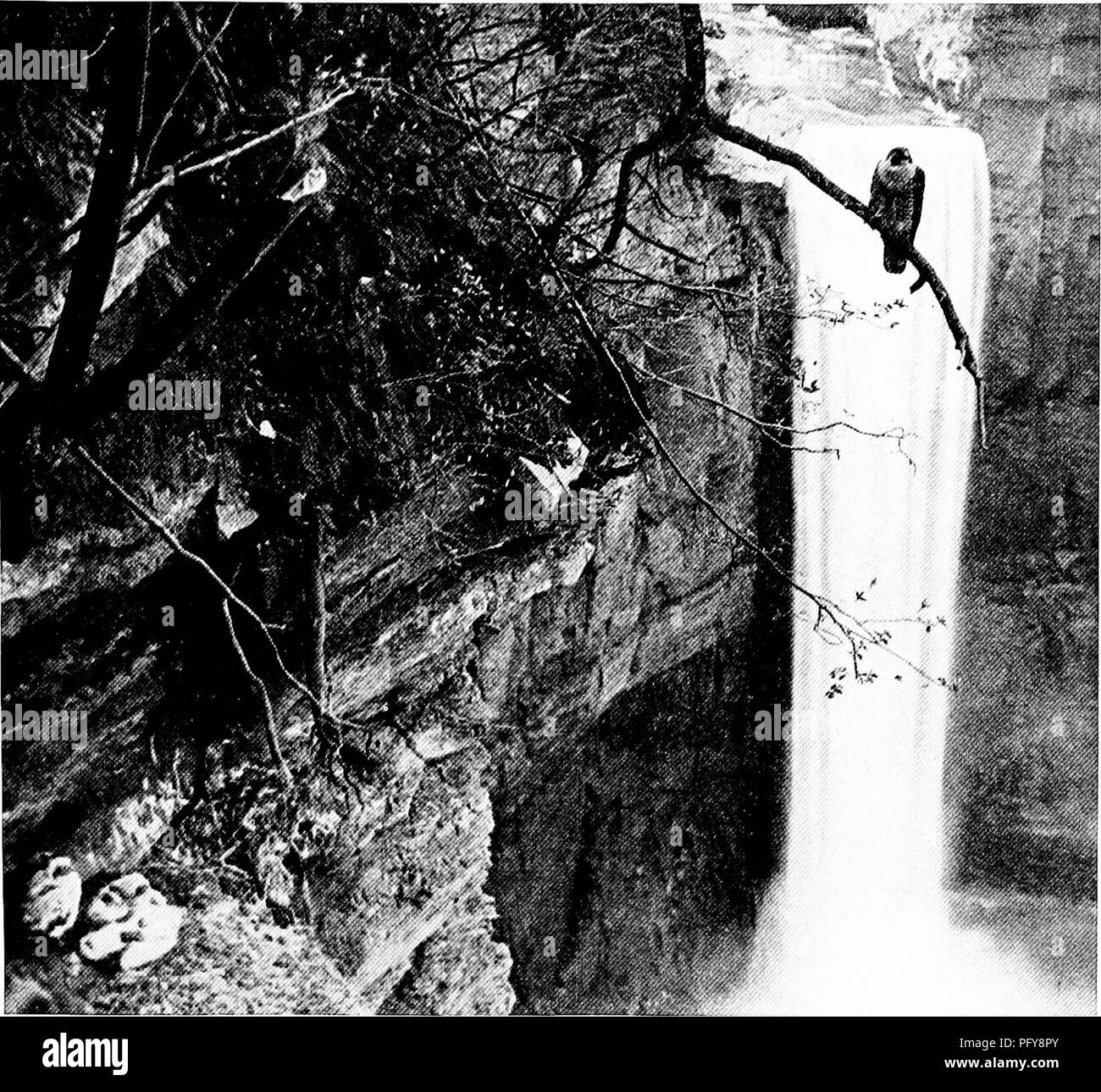 Questo articolo del National Geographic mette in risalto la maestosa aquila, spesso indicata come il re degli uccelli. Presenta un paio di falchi d'anatra che nidificano a un'altezza significativa, 215 piedi, più in alto delle Cascate del Niagara, fornendo informazioni sul loro comportamento di nidificazione e sull'abilità aerea. Foto Stock